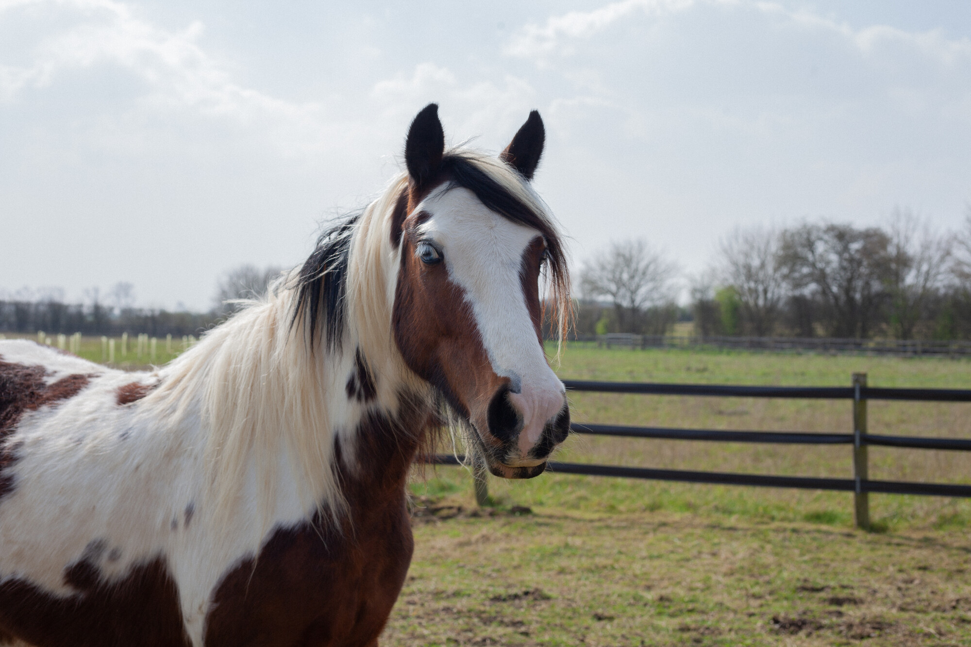 Brown and white horse with ears pricked up, standing in a field at Burford