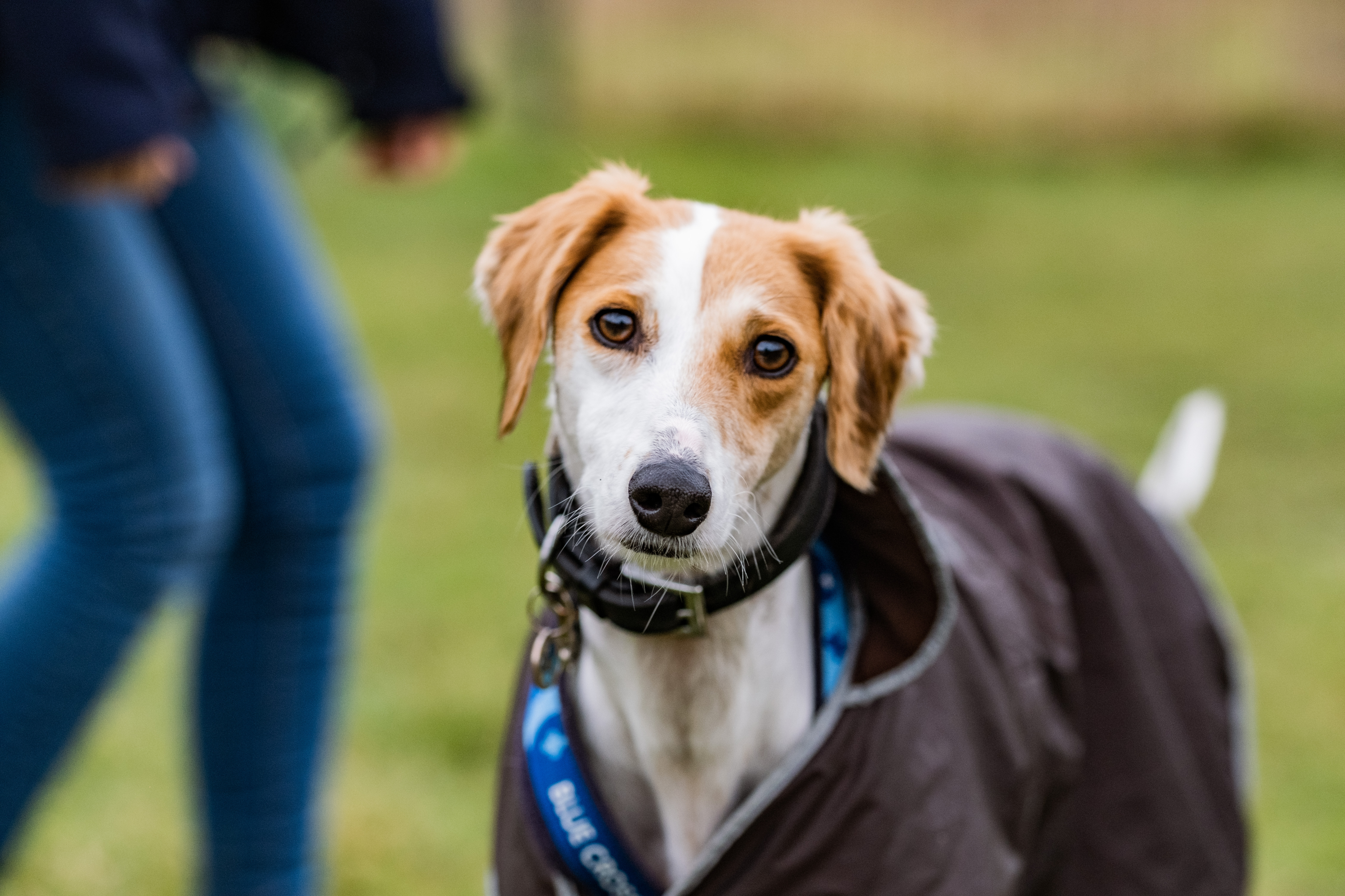 White and tan lurcher Lilly wearing a navy coat in the paddock at our Herts centre