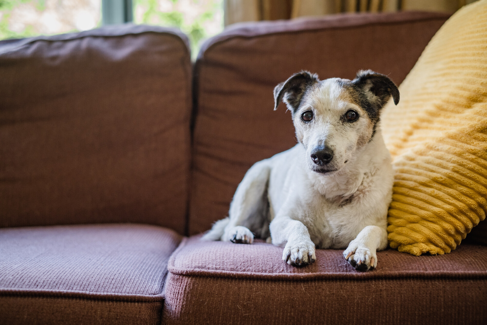 Dog Libby lying on a sofa leaning against a yellow cushion