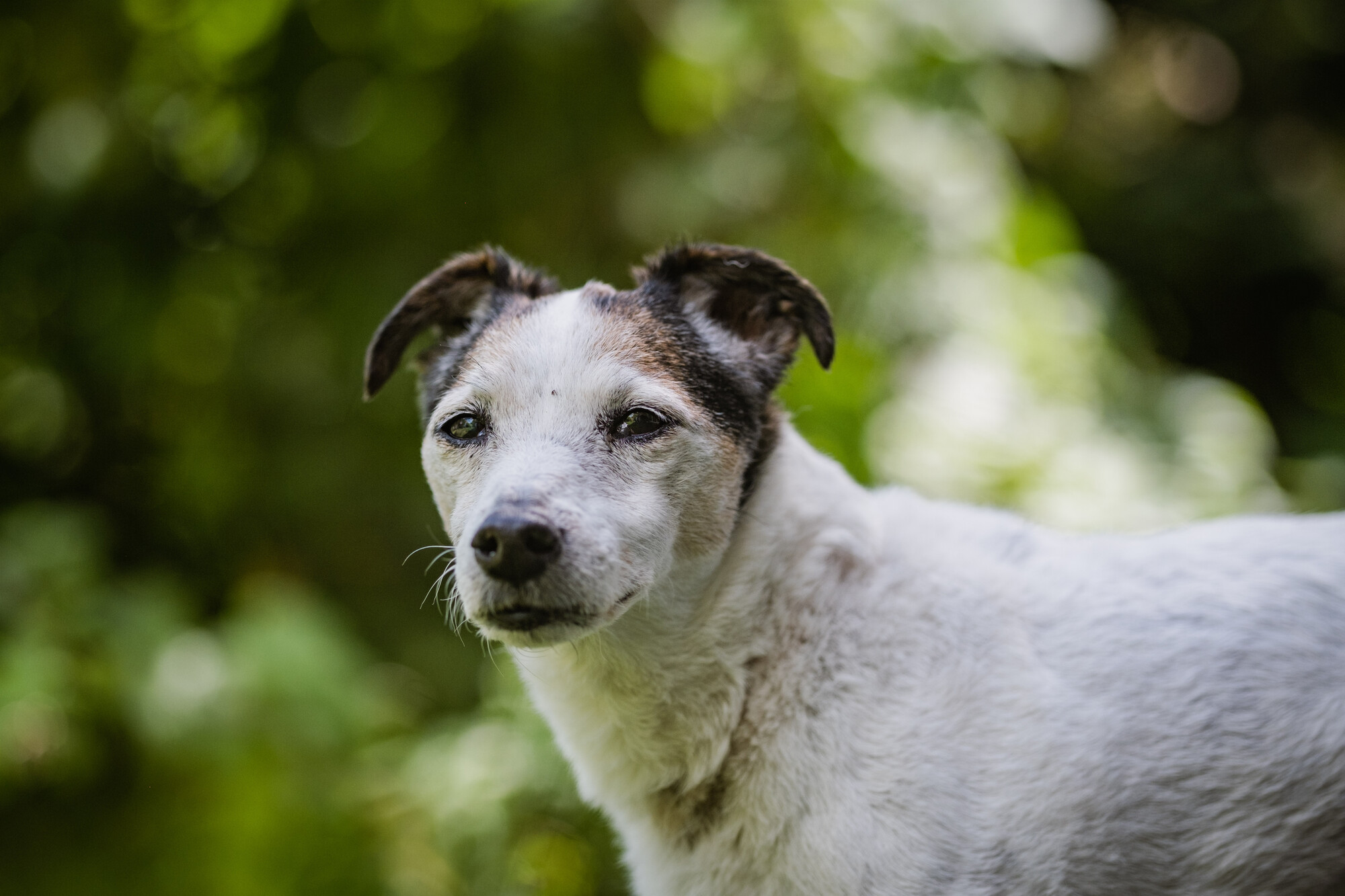 White and tan jack russell Libby outside in her garden with green foliage in background