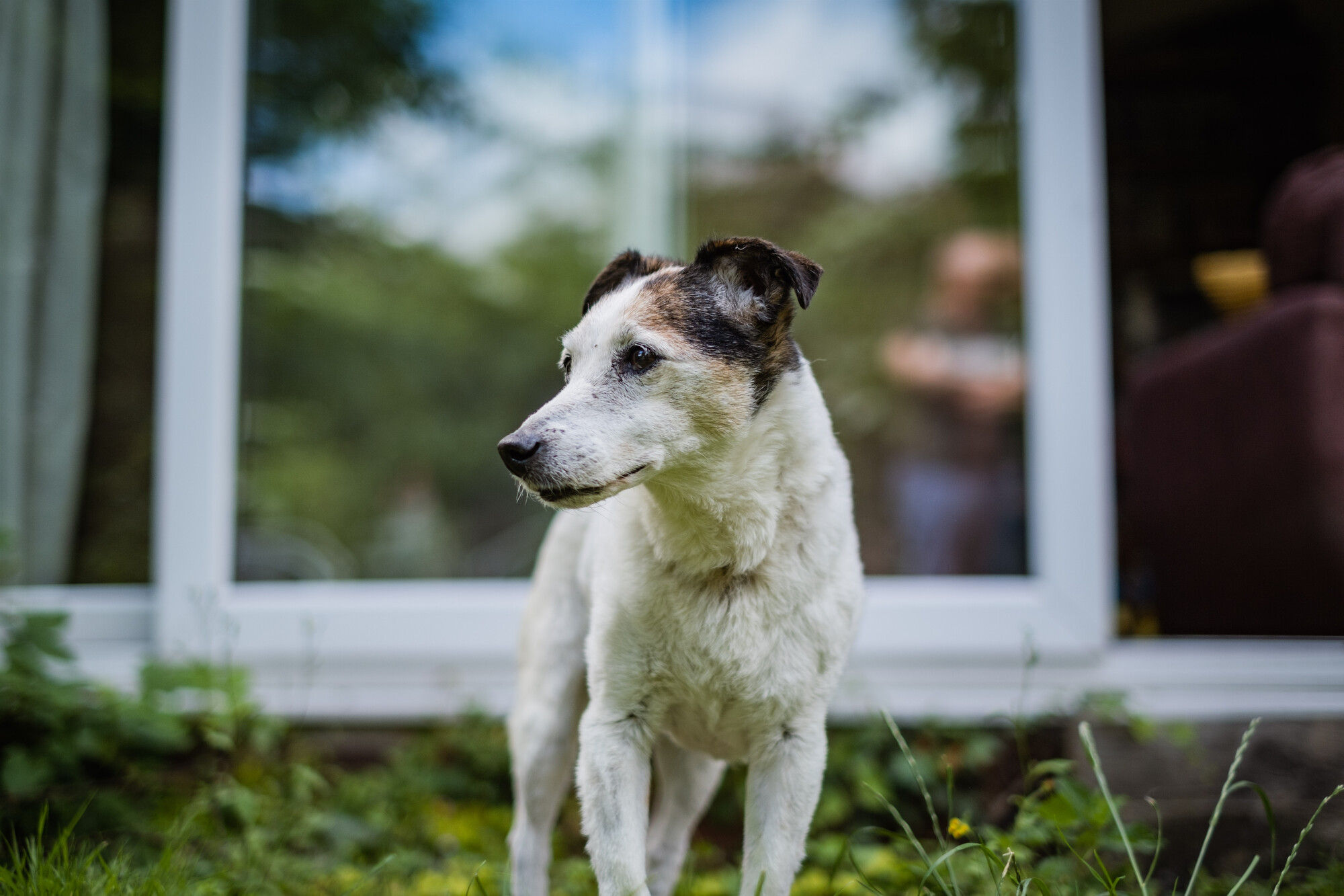 jack russell Libby standing in the garden of her new home