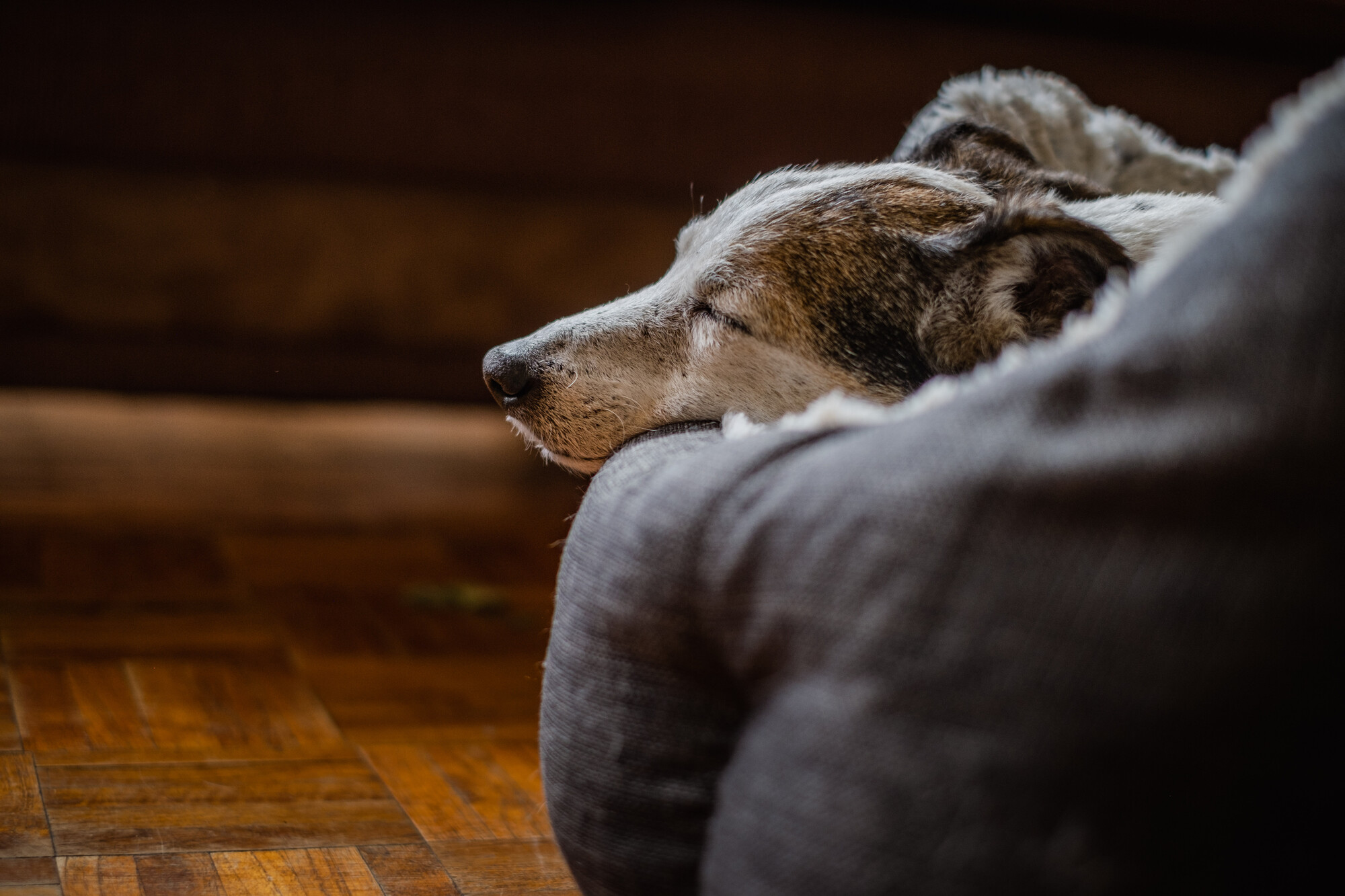 Elderly jack russell dog, Libby, peacefully asleep in her bed at her new home