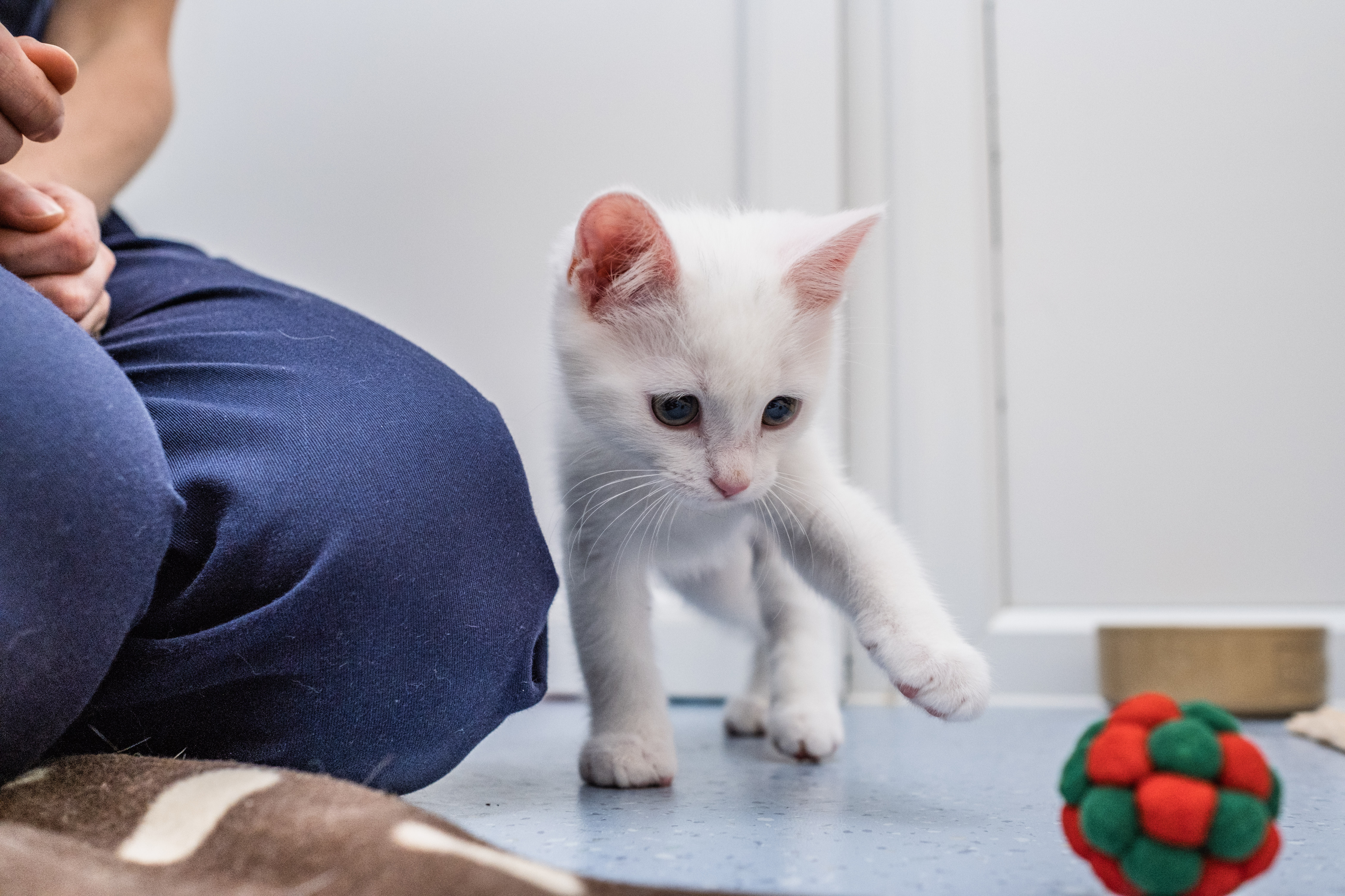 White kitten Tiny Tim reaches out his front left paw to play with a red and green ball