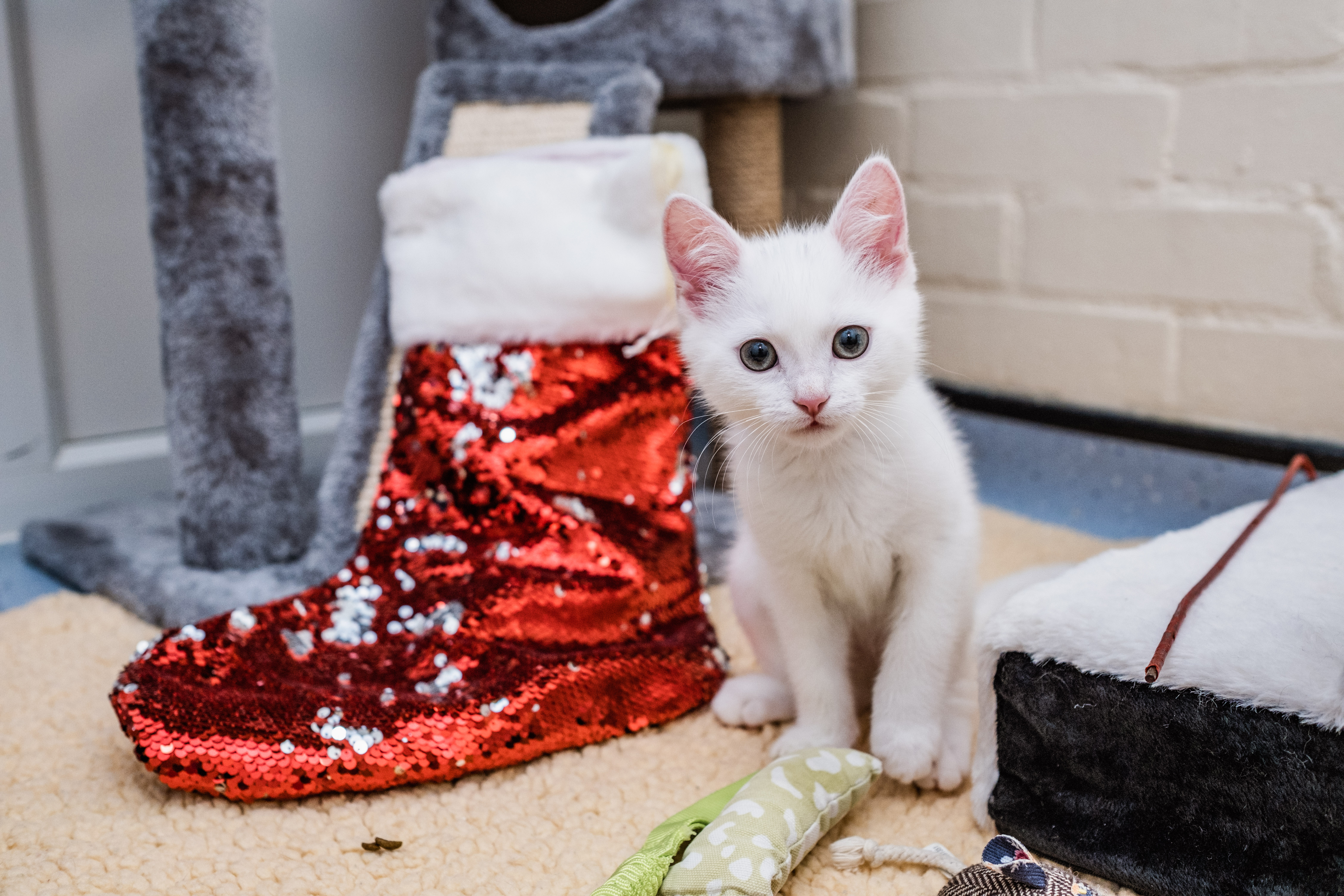 A white kitten stares into the camera as it sits upright next to a red, sequinned Christmas stocking