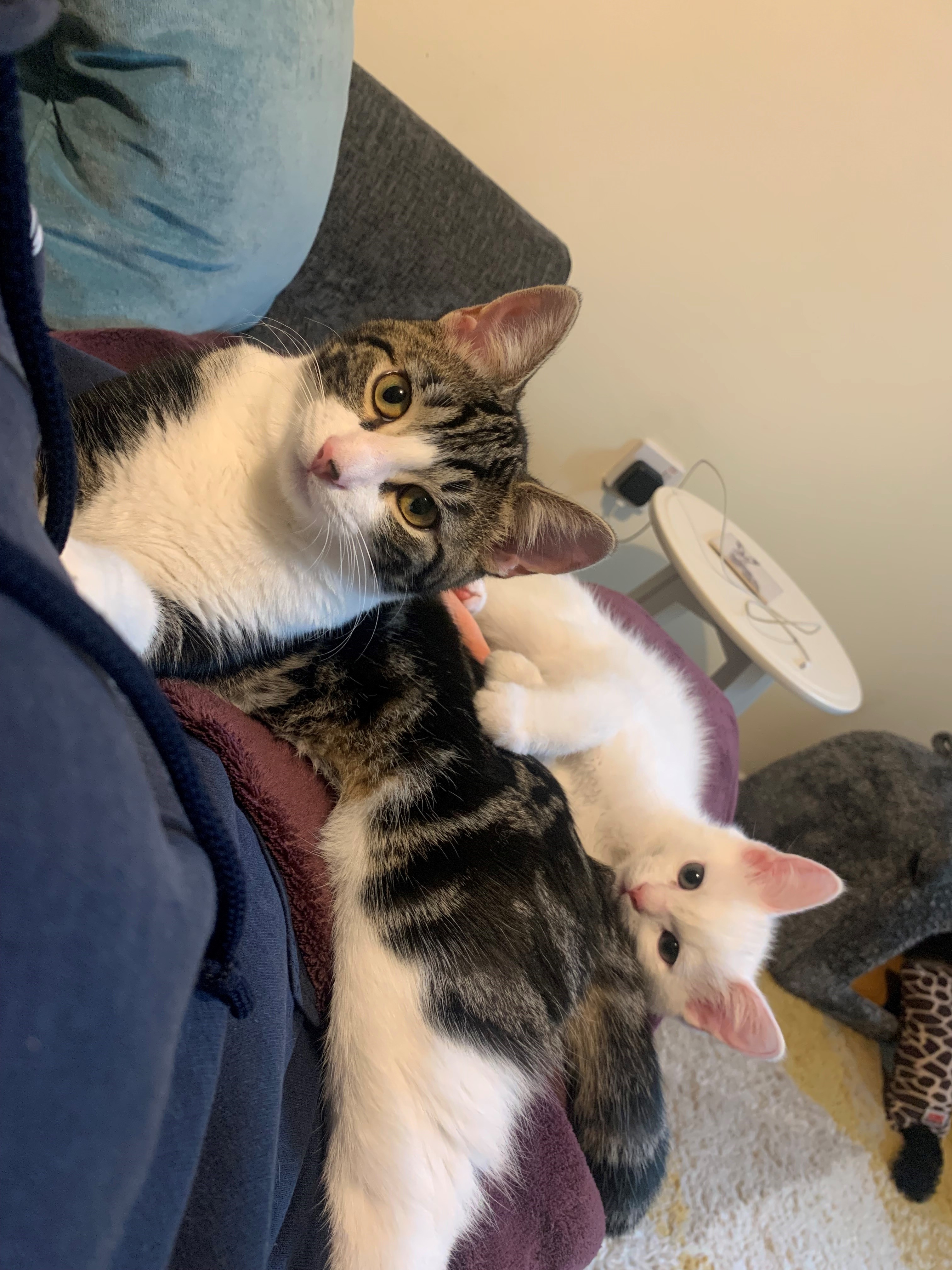 White kitten snuggles next to larger tabby cat