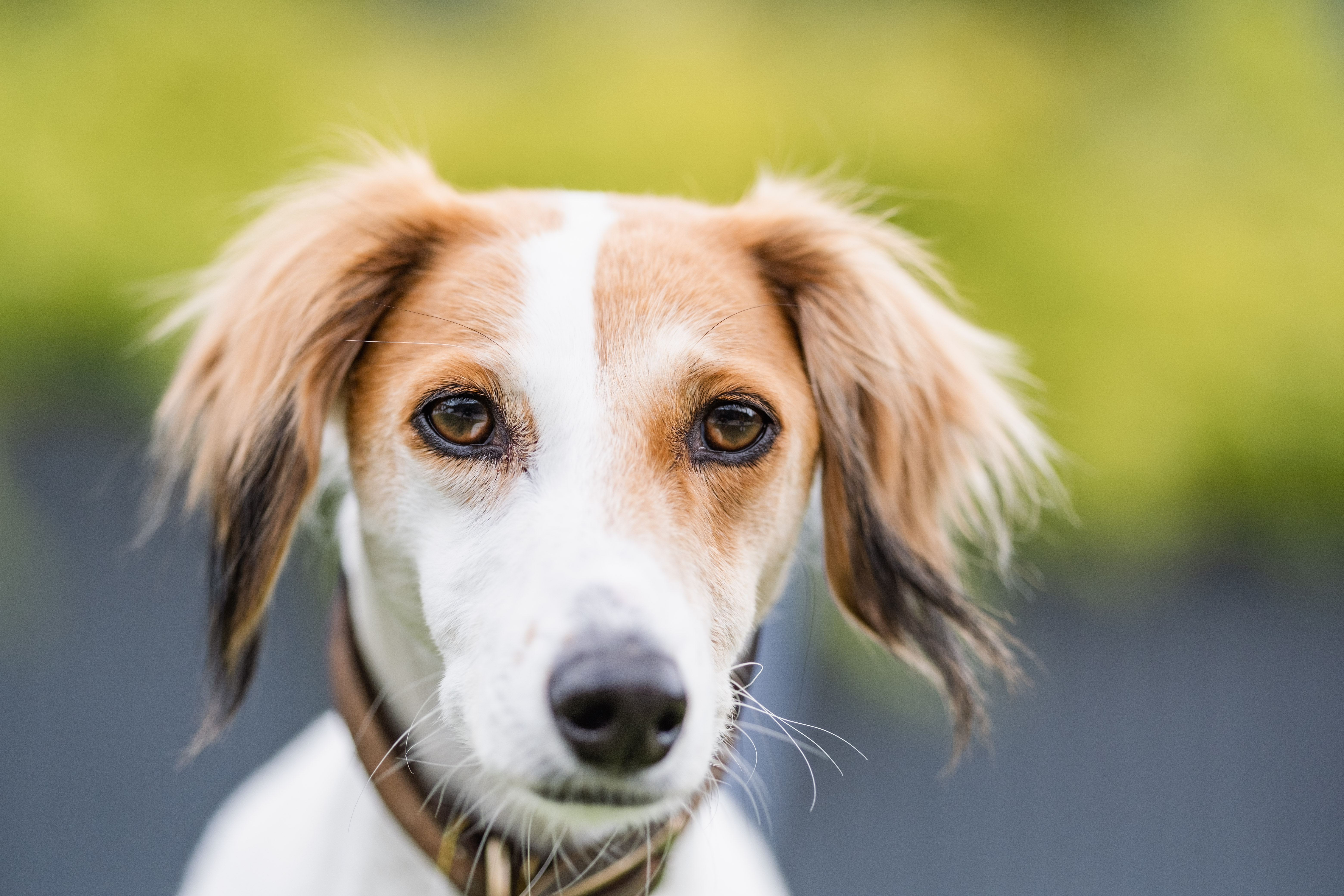 Headshot of white and tan lurcher Lilly 