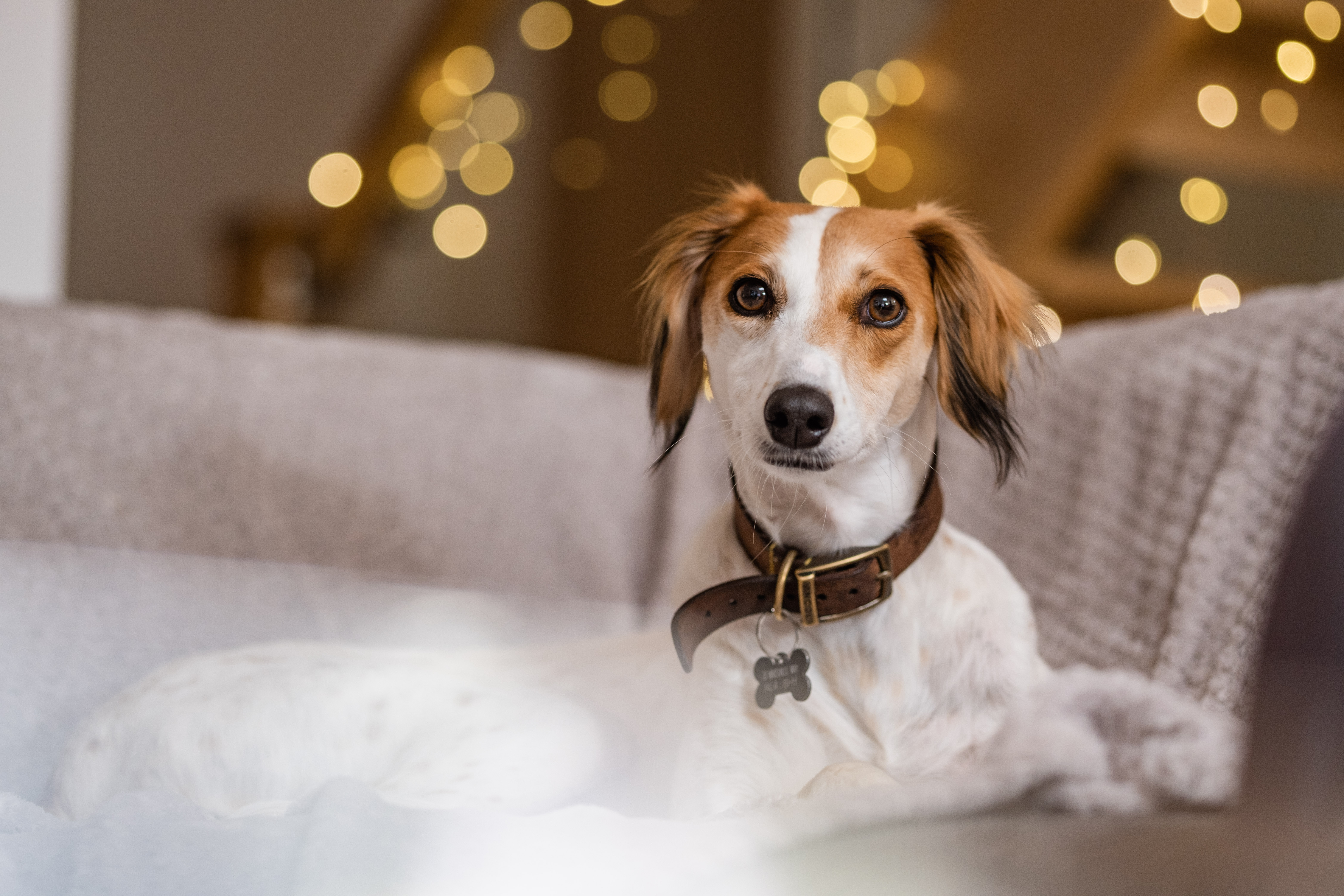 Tan and white lurcher Lilly lying on a sofa with Christmas lights in the background