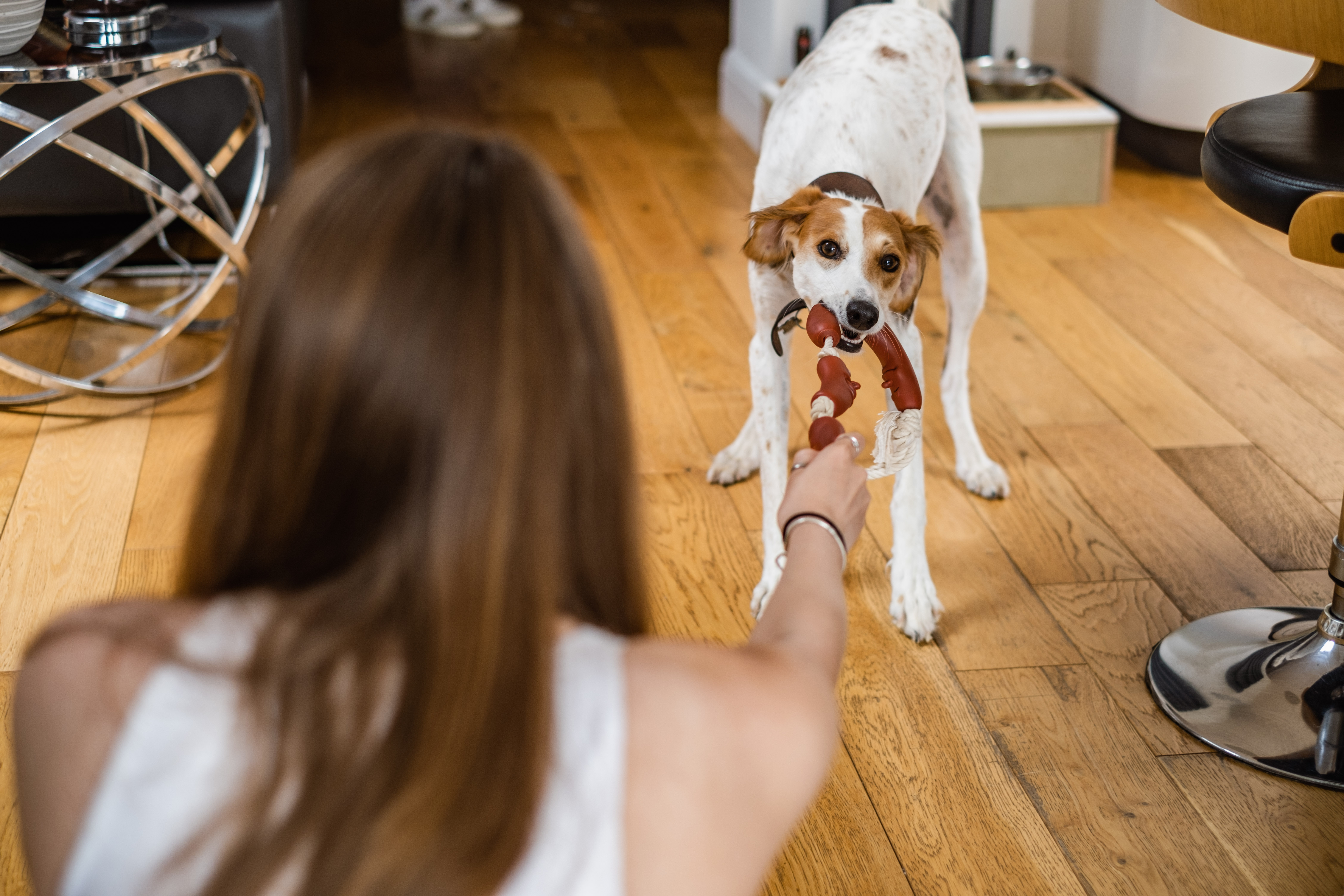 Lilly enjoying a game of tug in her new home