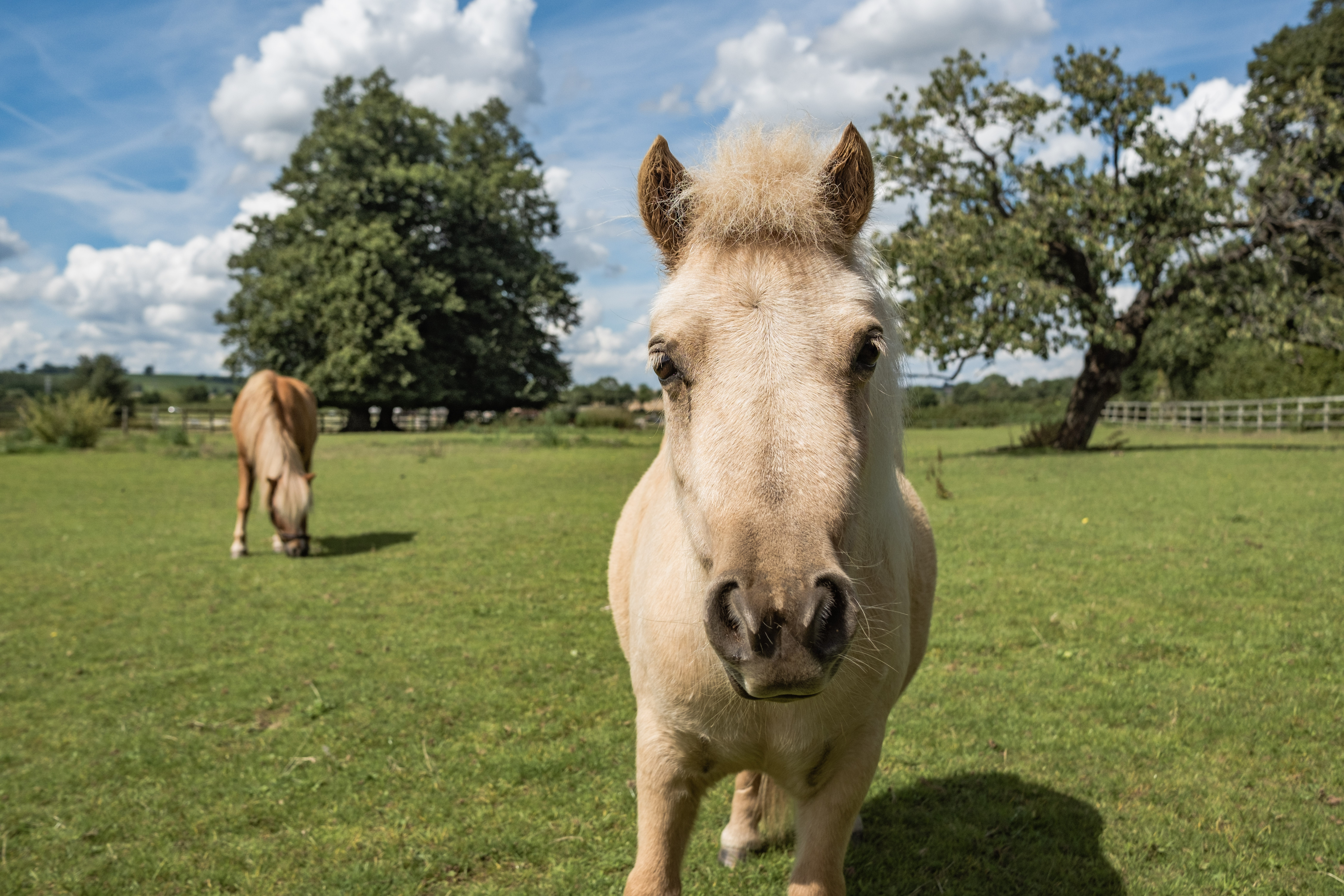 Ears forward and staring into the camera, Megan the golden palomino Shetland pony stands in a field full of green grass