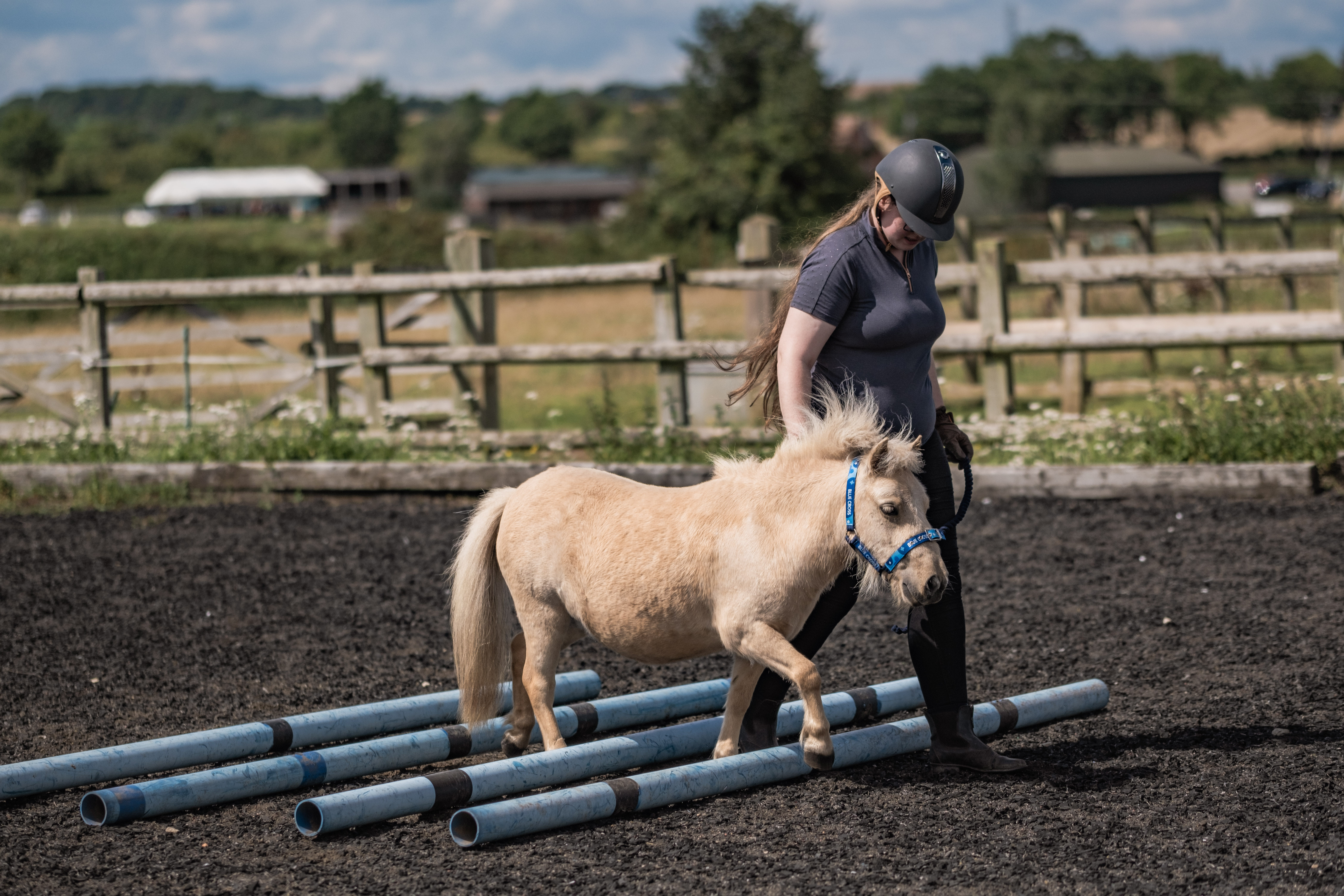 Tiny golden pony Megan steps over a series of four blue poles led by her rehomer