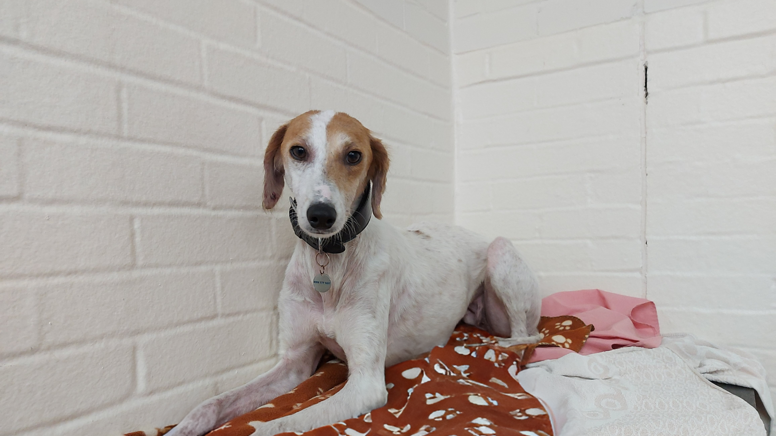 Lilly the lurcher in a Blue Cross centre