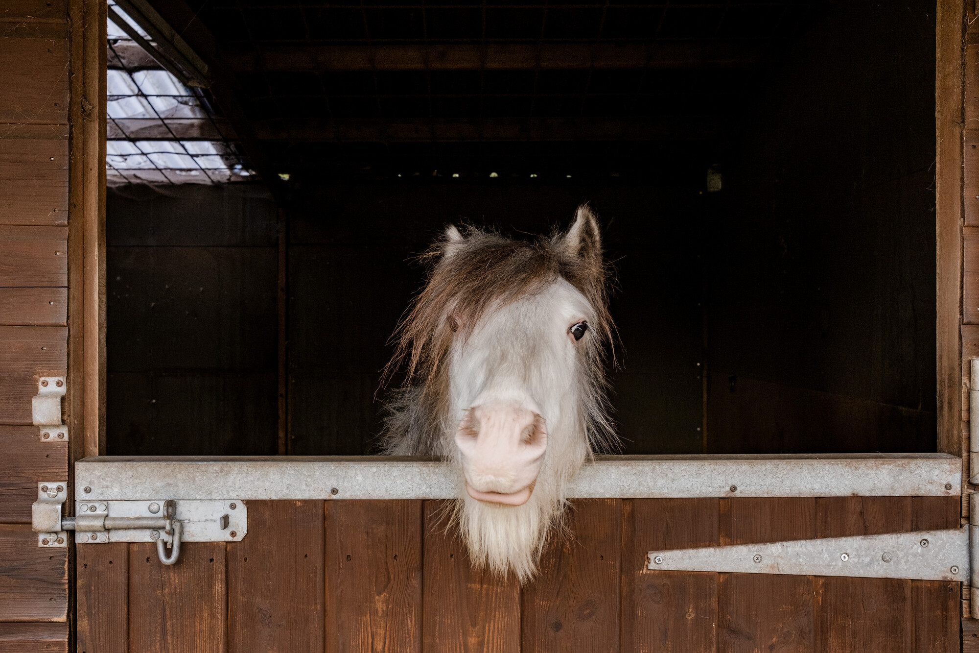 A grey pony peers over their stable door.