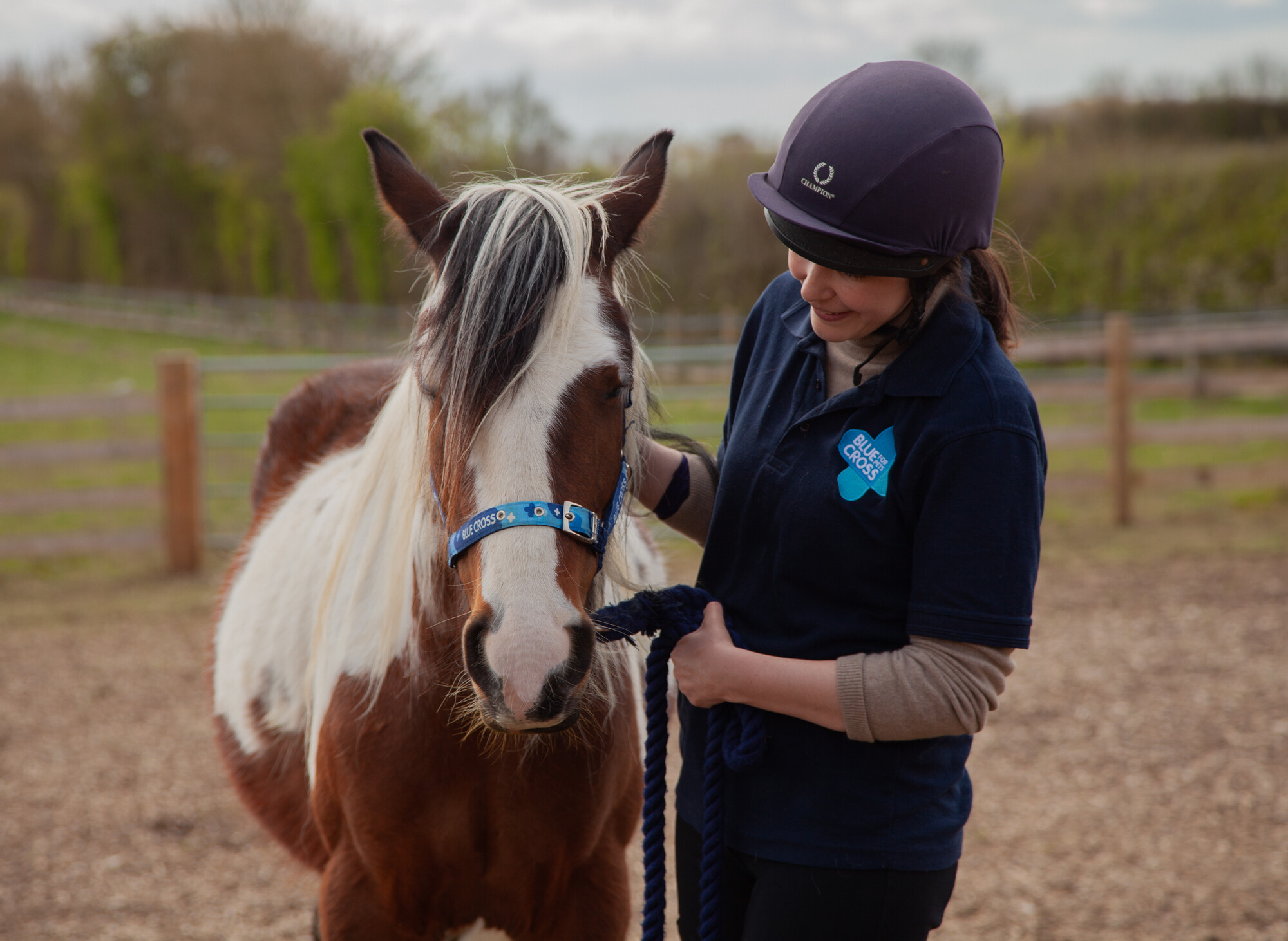 Brown and white horse wearing a Blue Cross head collar, with horse welfare assistant