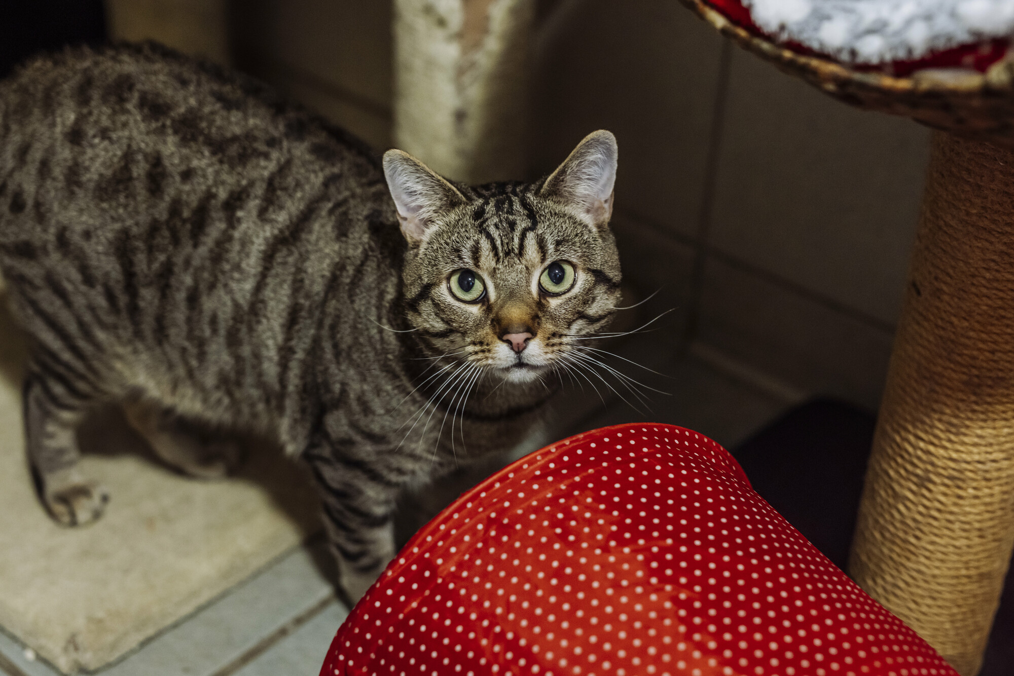 Tabby cat Dash looking at the camera standing in front of a red play tunnel