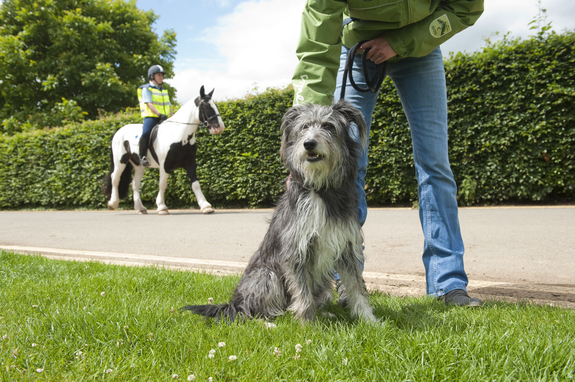 A grey dog sitting patiently with their owner, waiting for a brown and white horse and rider in a high vis vest to pass