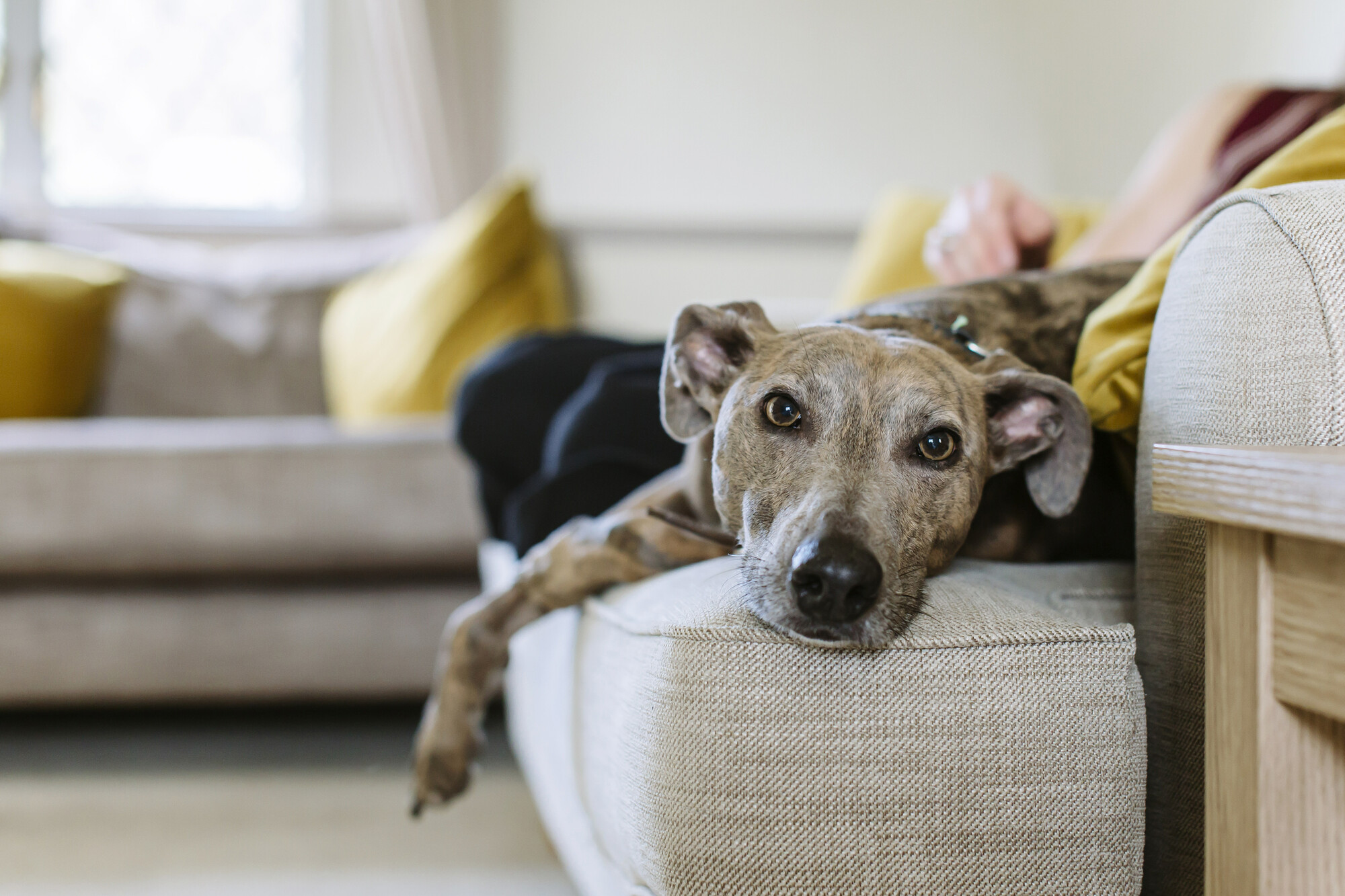 A greyhound relaxes on the sofa with their new family.