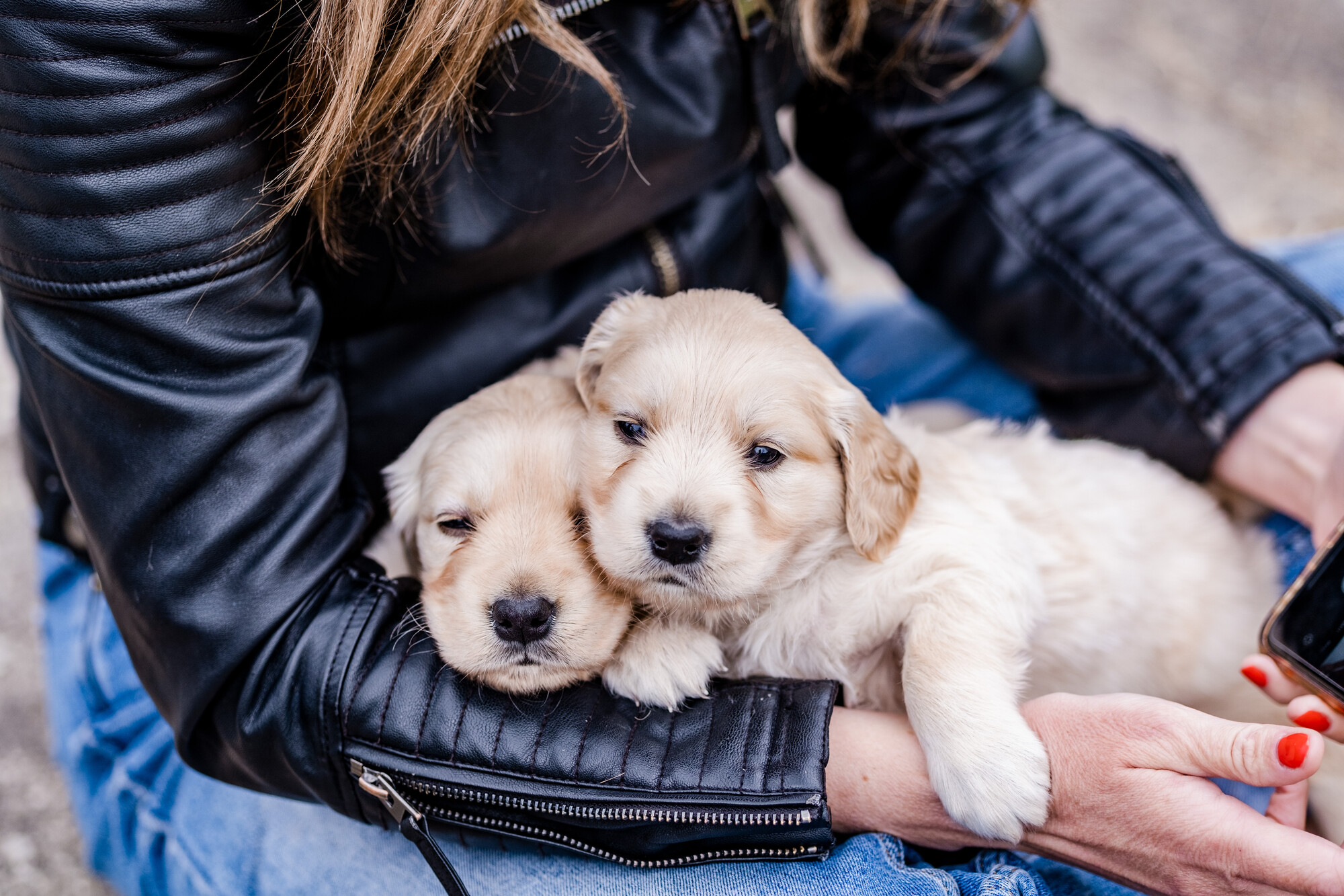 Two golden retriever puppies being held in a woman's arms