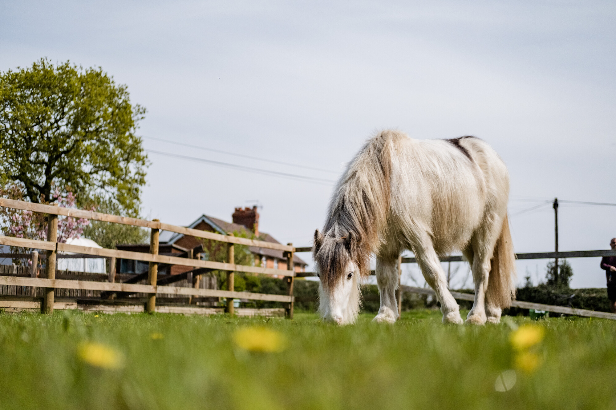 A grey pony grazes in their field.