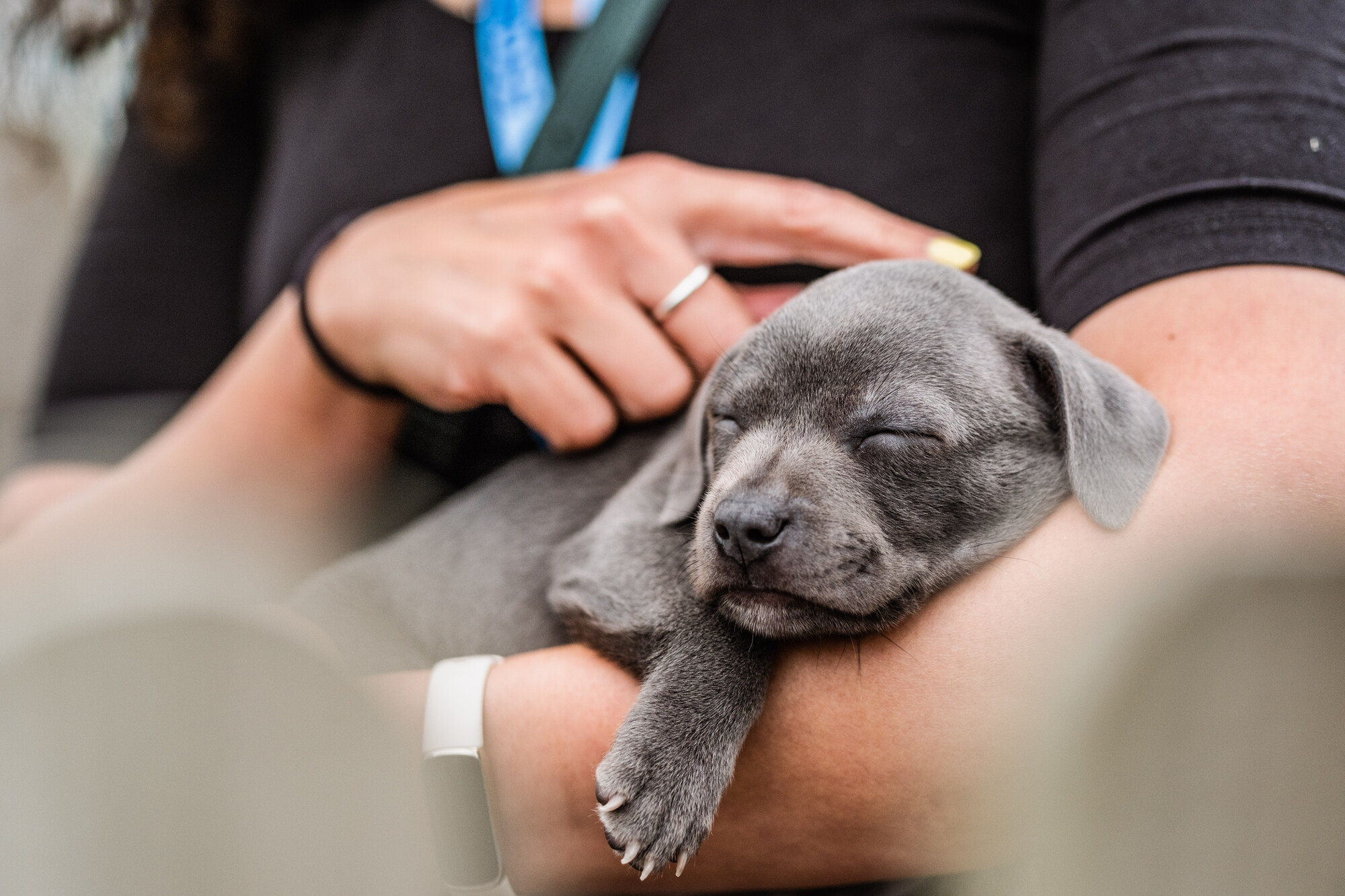 A sleeping grey puppy is held by a Blue Cross volunteer.