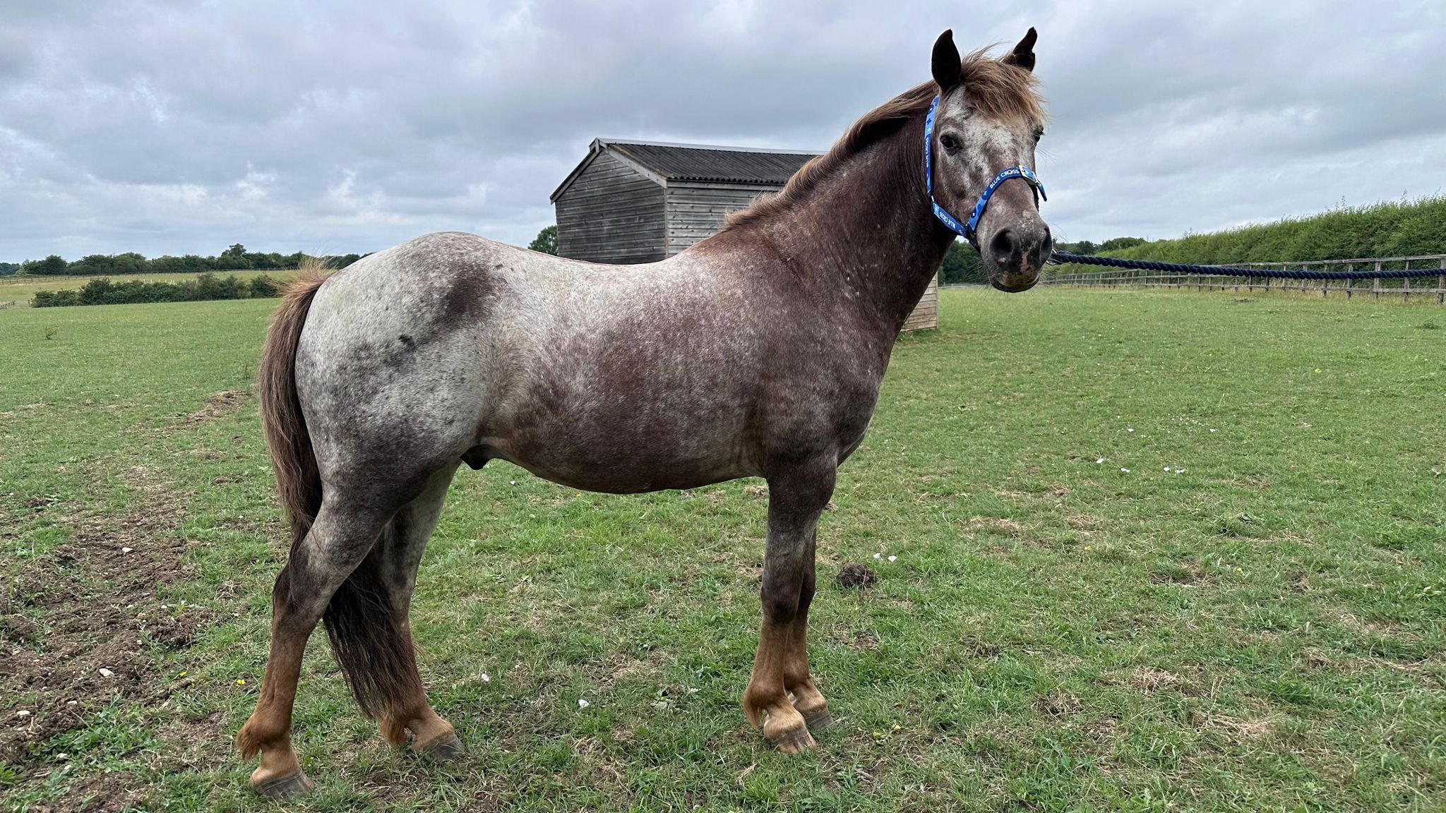 Strawberry roan pony Barley stands in a grassy paddock looking towards the camera