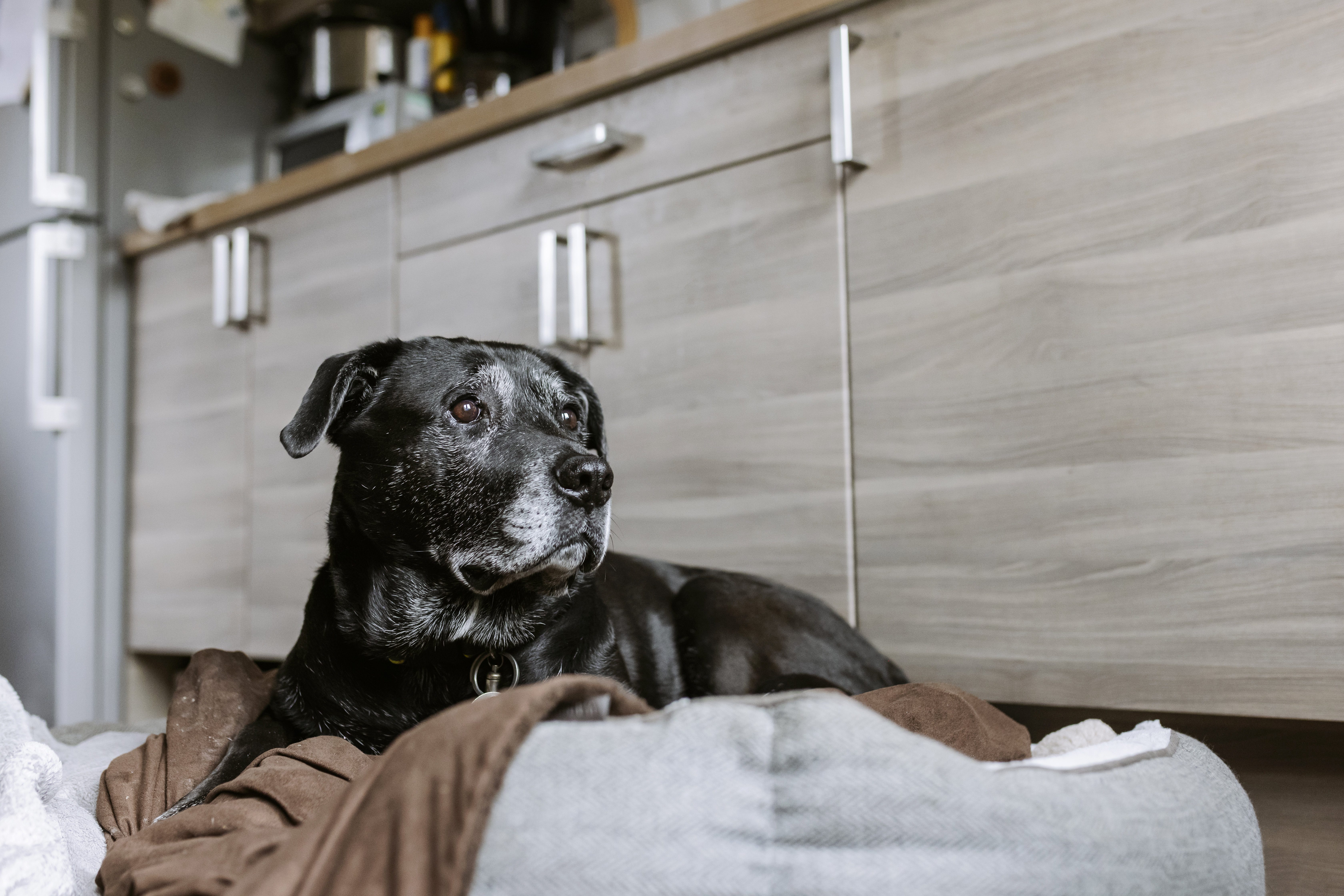 A black and white labrador cross dog relaxes in her bed surrounded by a cosy blanket