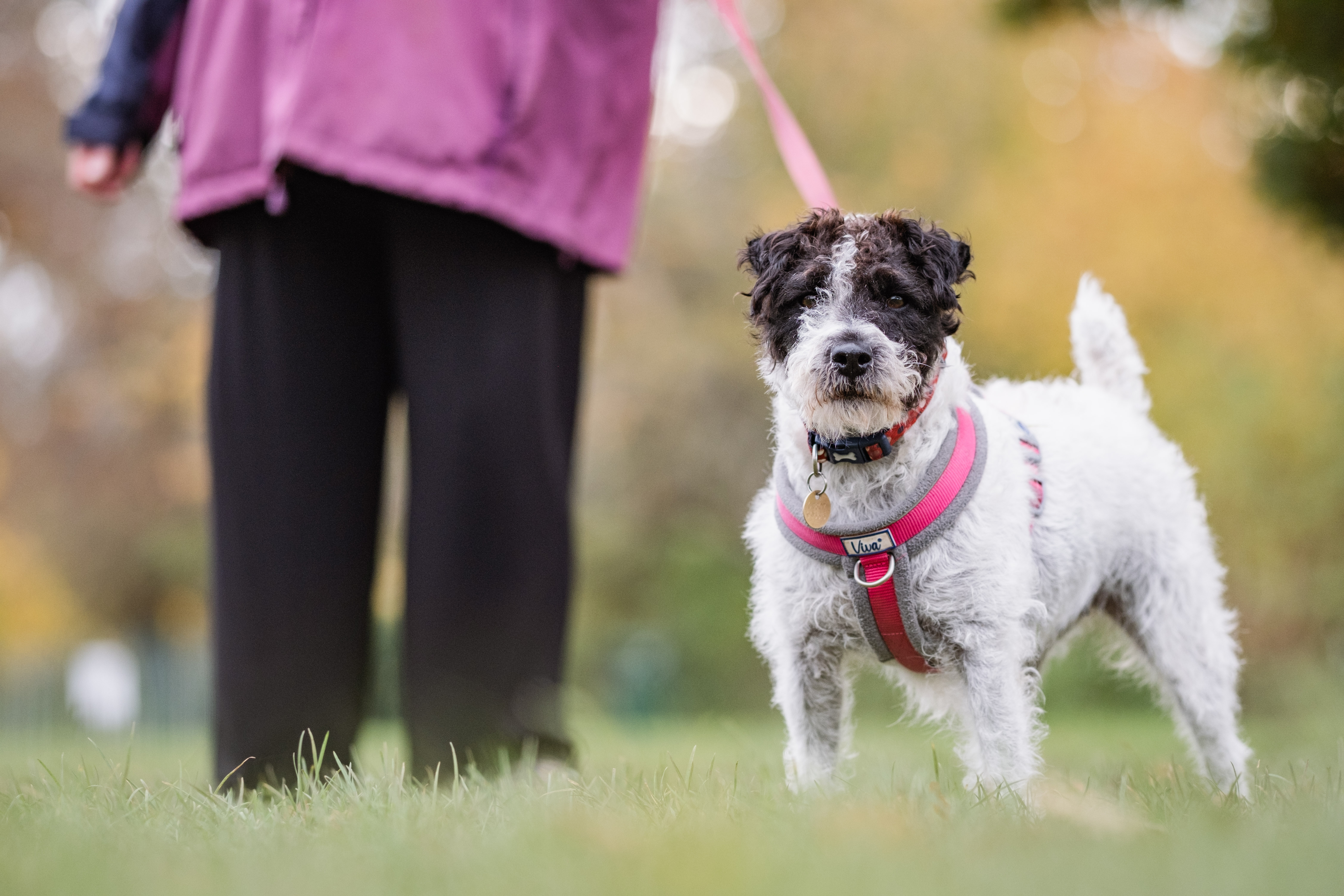 Alert black and white terrier Rosie walks in the park with her rehomer