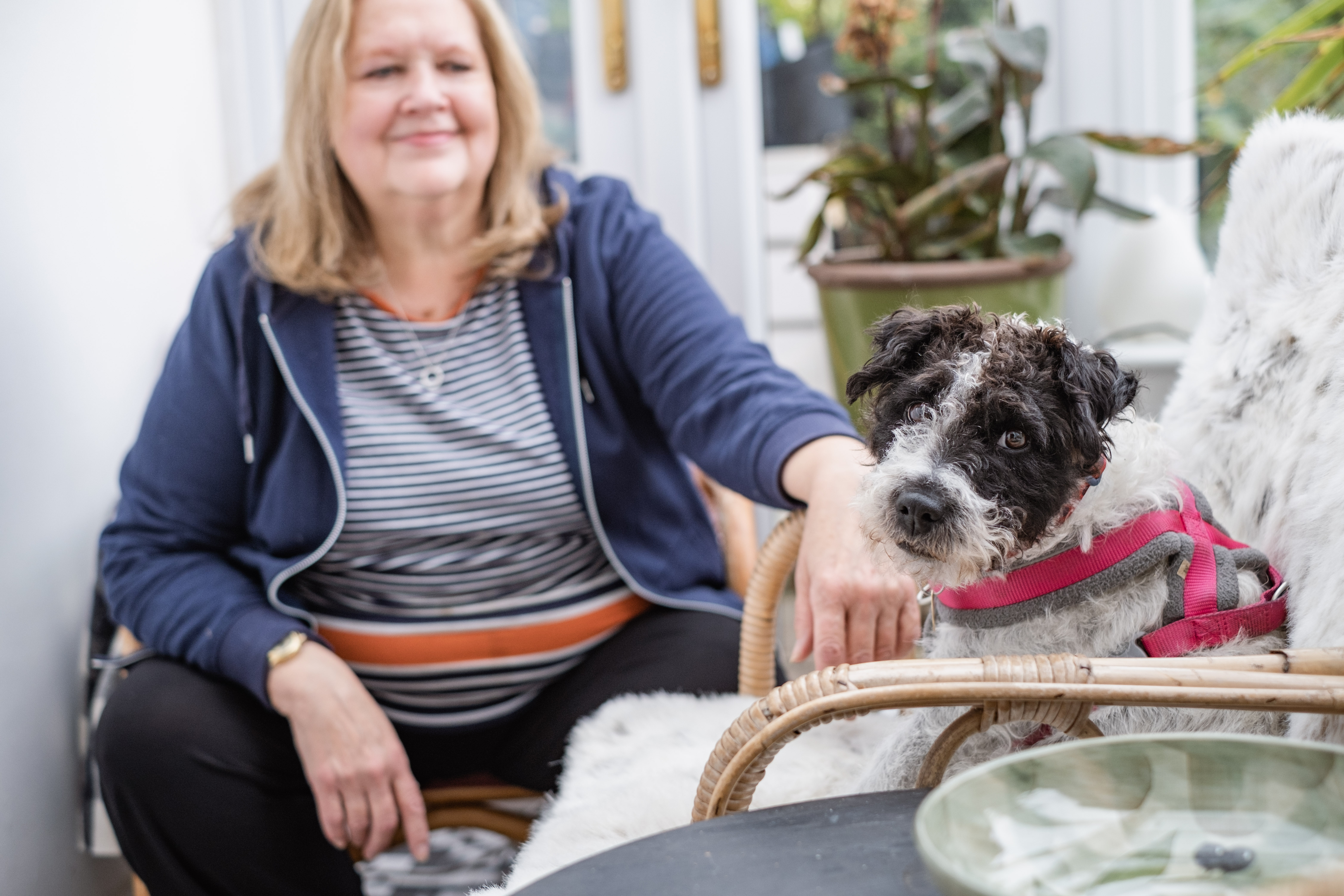 Black and white terrier Rosie sits in a conservatory chair while her rehomer gazes at her adoringly