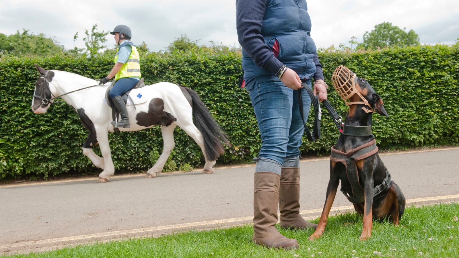 A dobermann is trained to wear a muzzle around horses.
