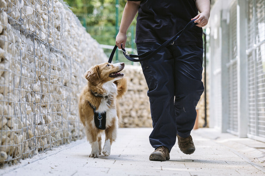 A dog being walked down a path with dog kennels to the right