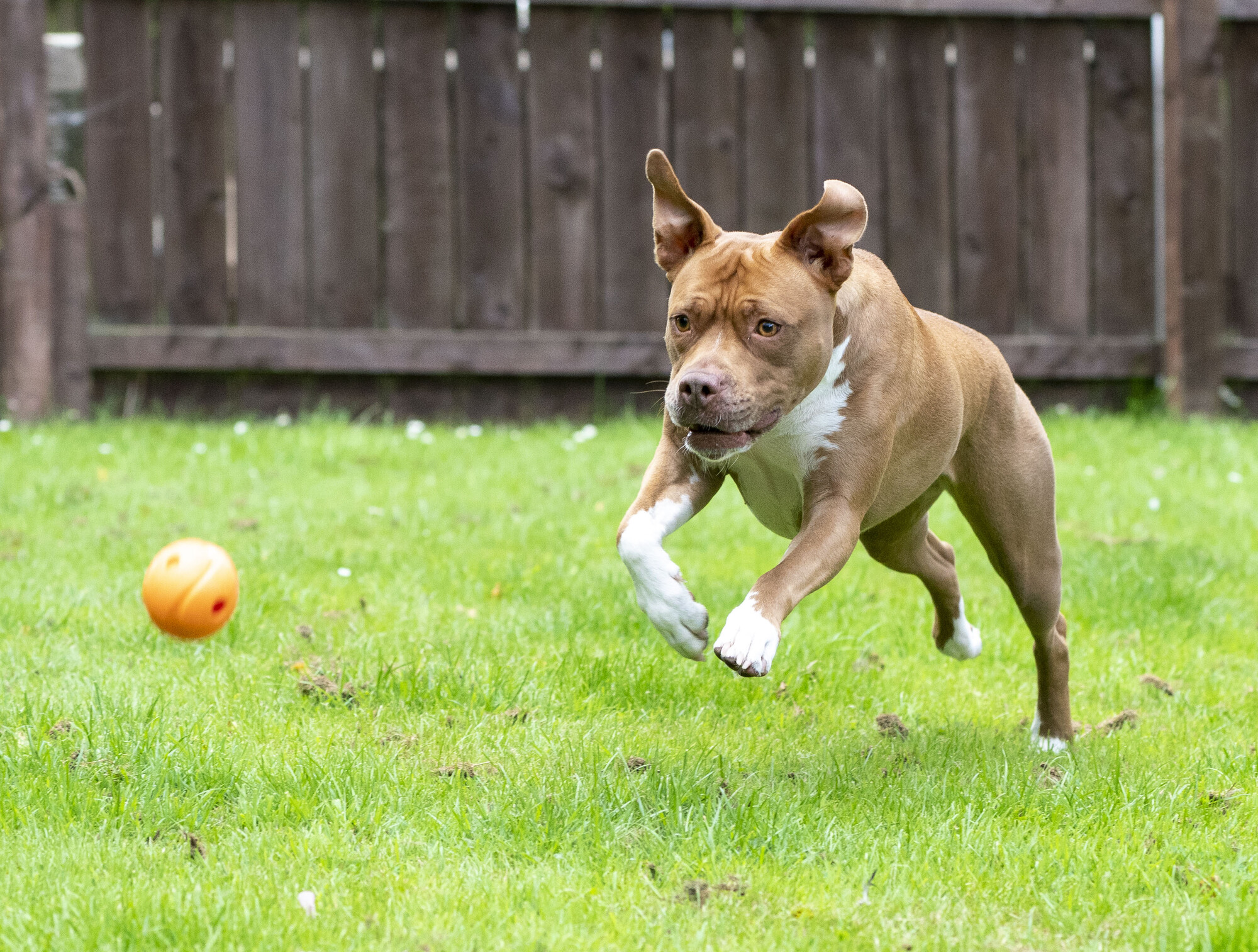 Lola on grass in her garden playing with an orange ball