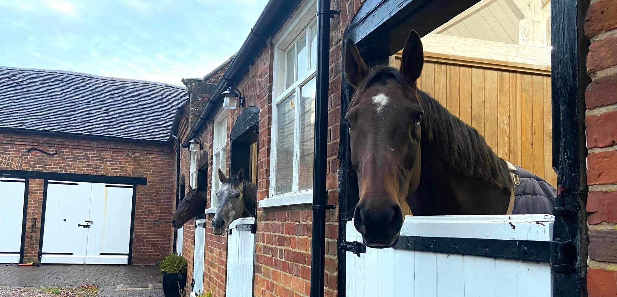 Three horses look out of their individual stable windows.