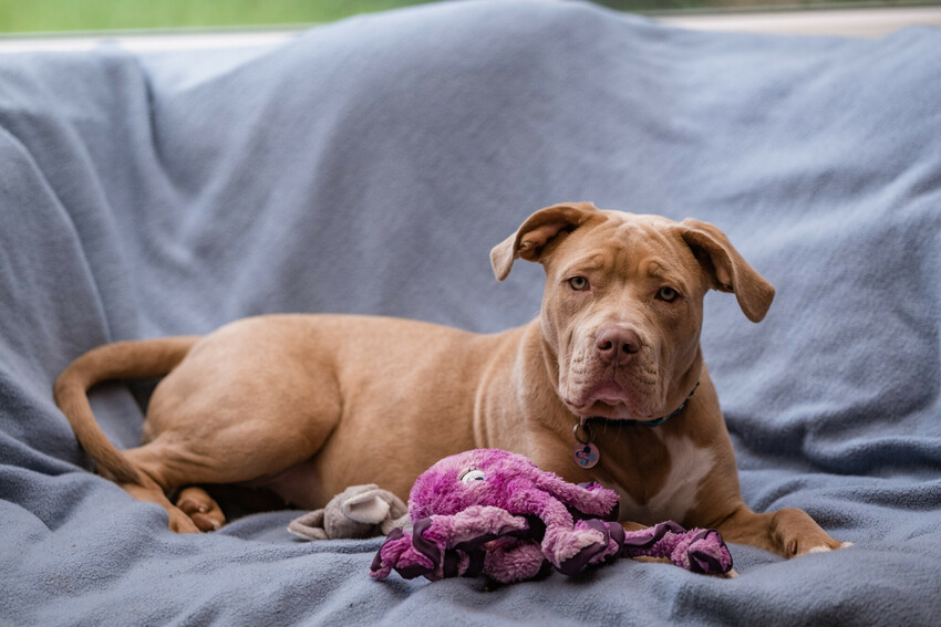 Luna, the brown XL bully type dog, lying on the sofa with a purple octopus toy in front of her