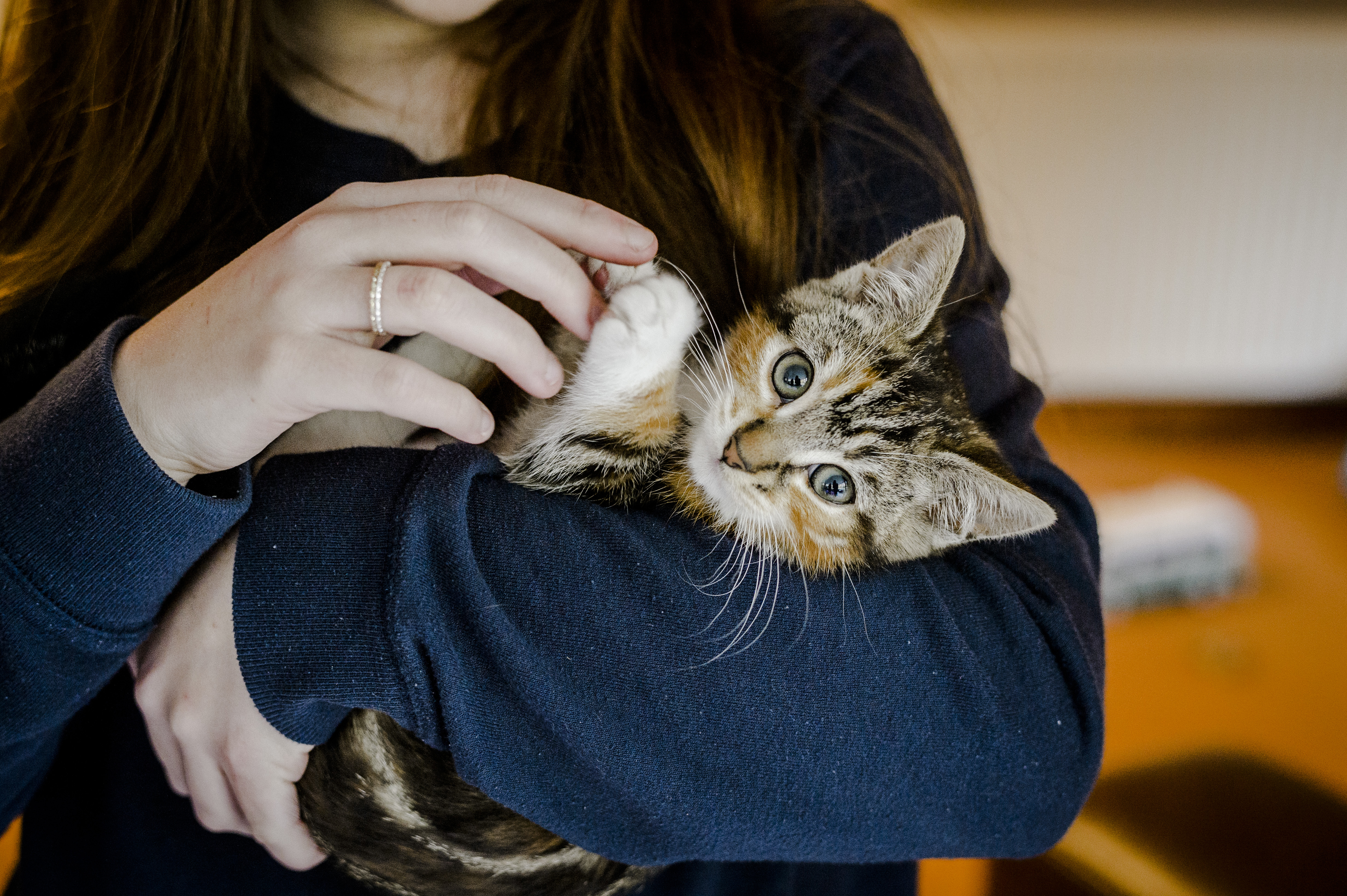 Tabby kitten in the arms of a woman