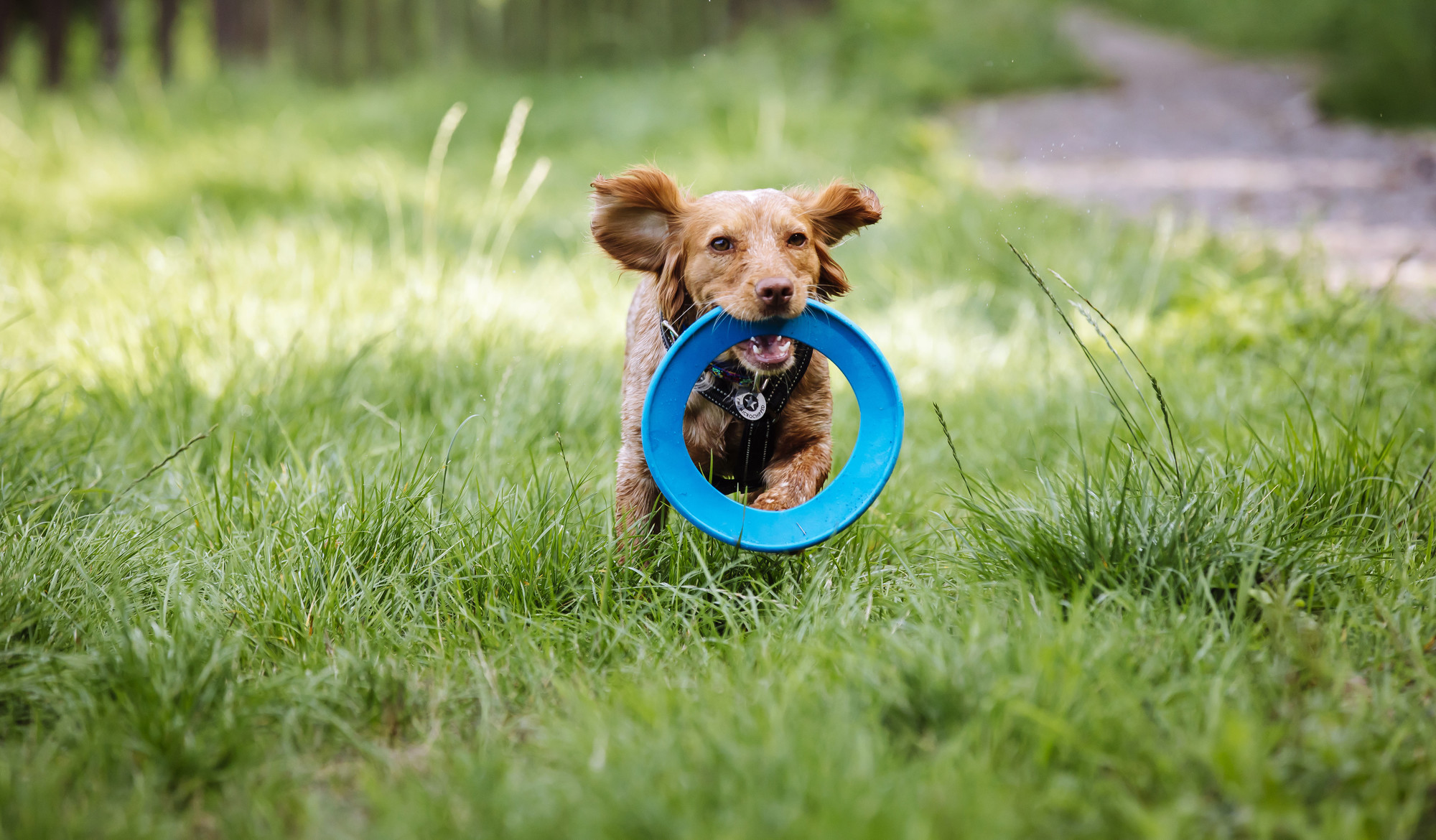 A brown dog runs through the grass with a blue frisbee in their mouth.