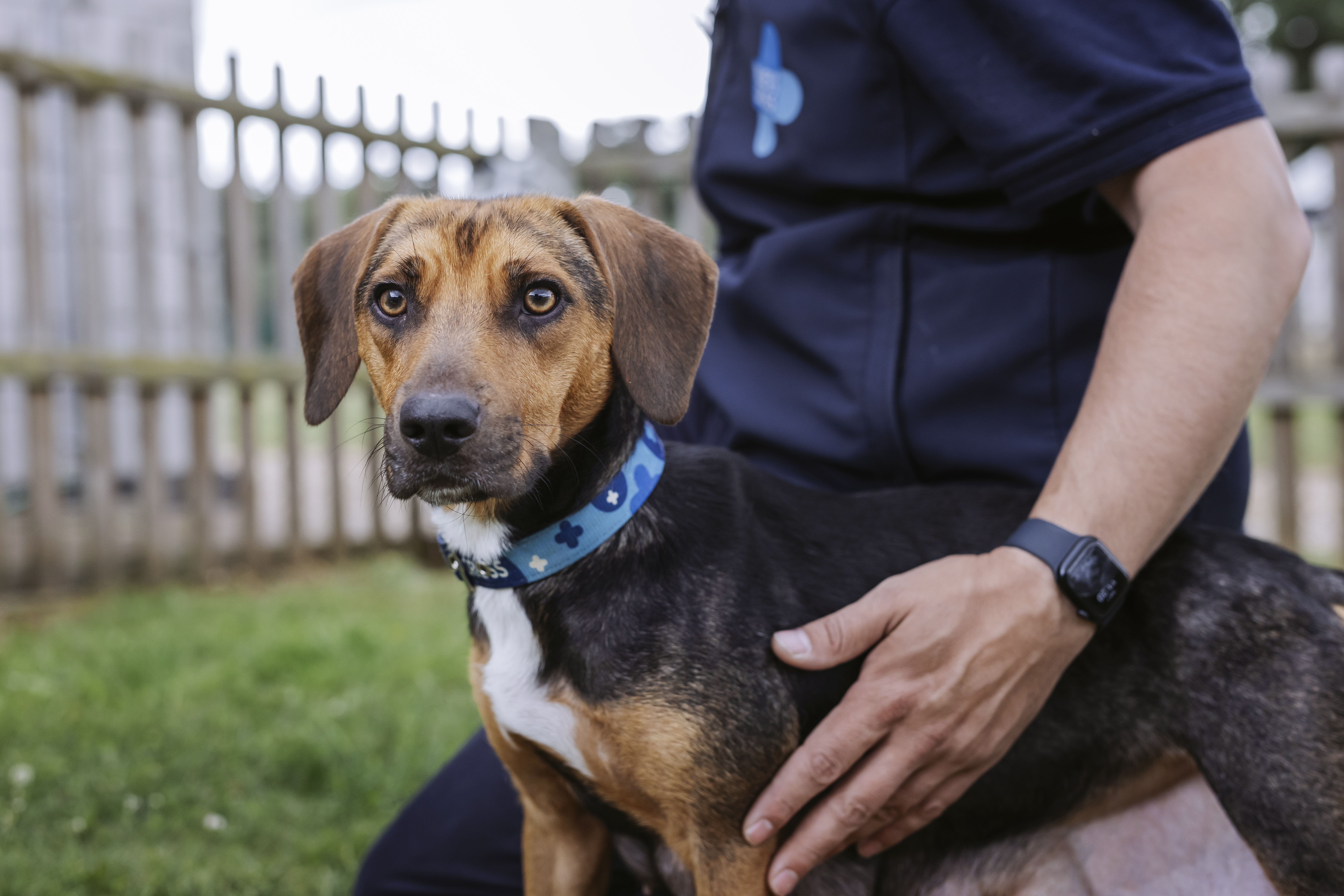 Black, tan and white beagle cross Gloria gazes into the camera as she is stroked by a Blue Cross team member