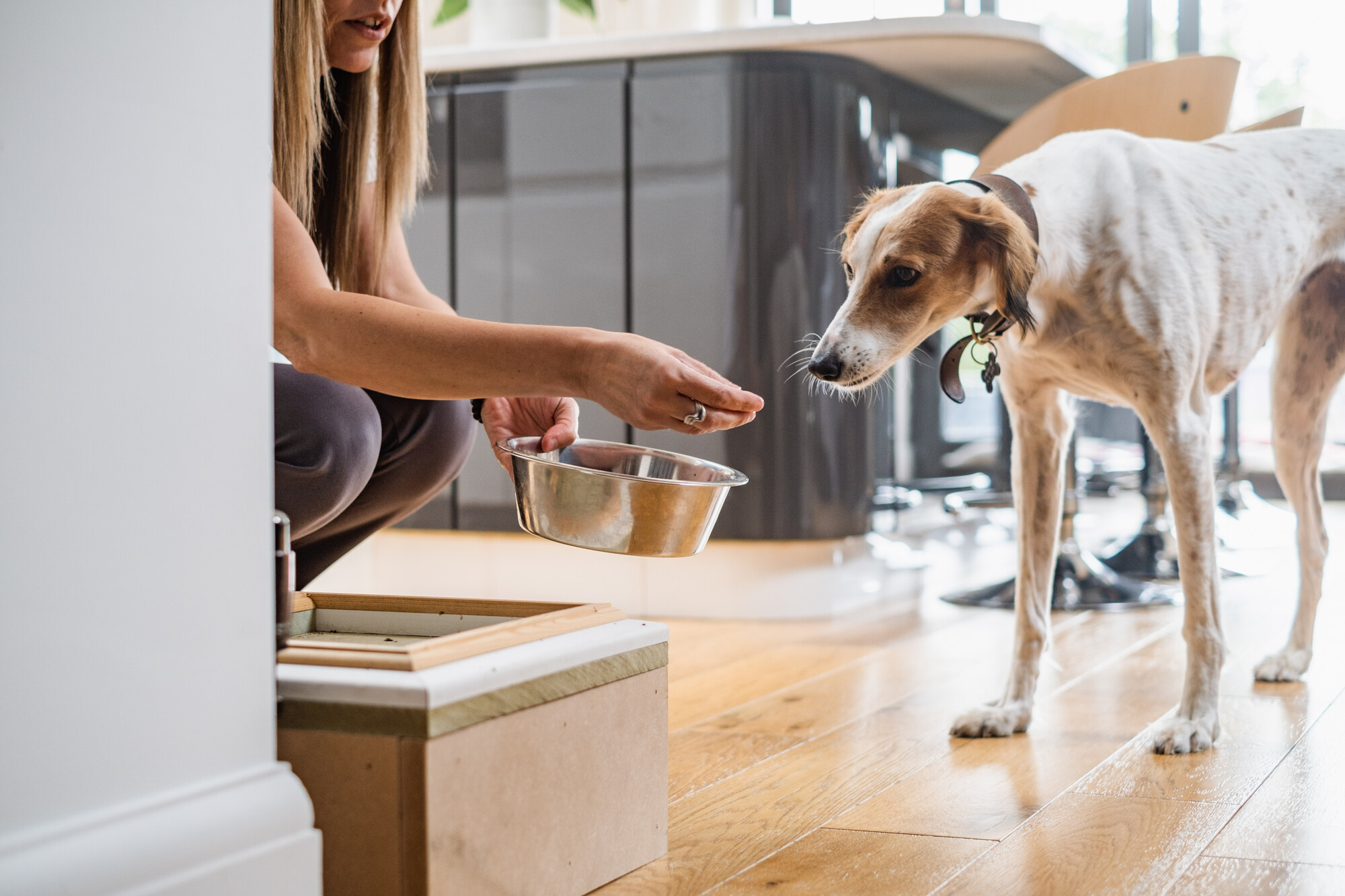 White and tan lurcher called Lilly standing in her kitchen taking a treat from her owner