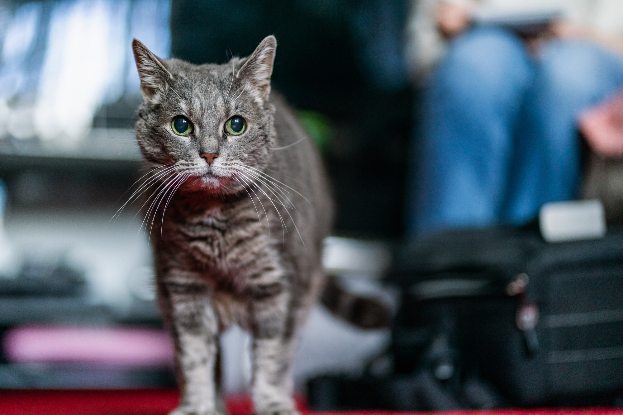 Grey cat Inari on her feet with TV and person in jeans in background
