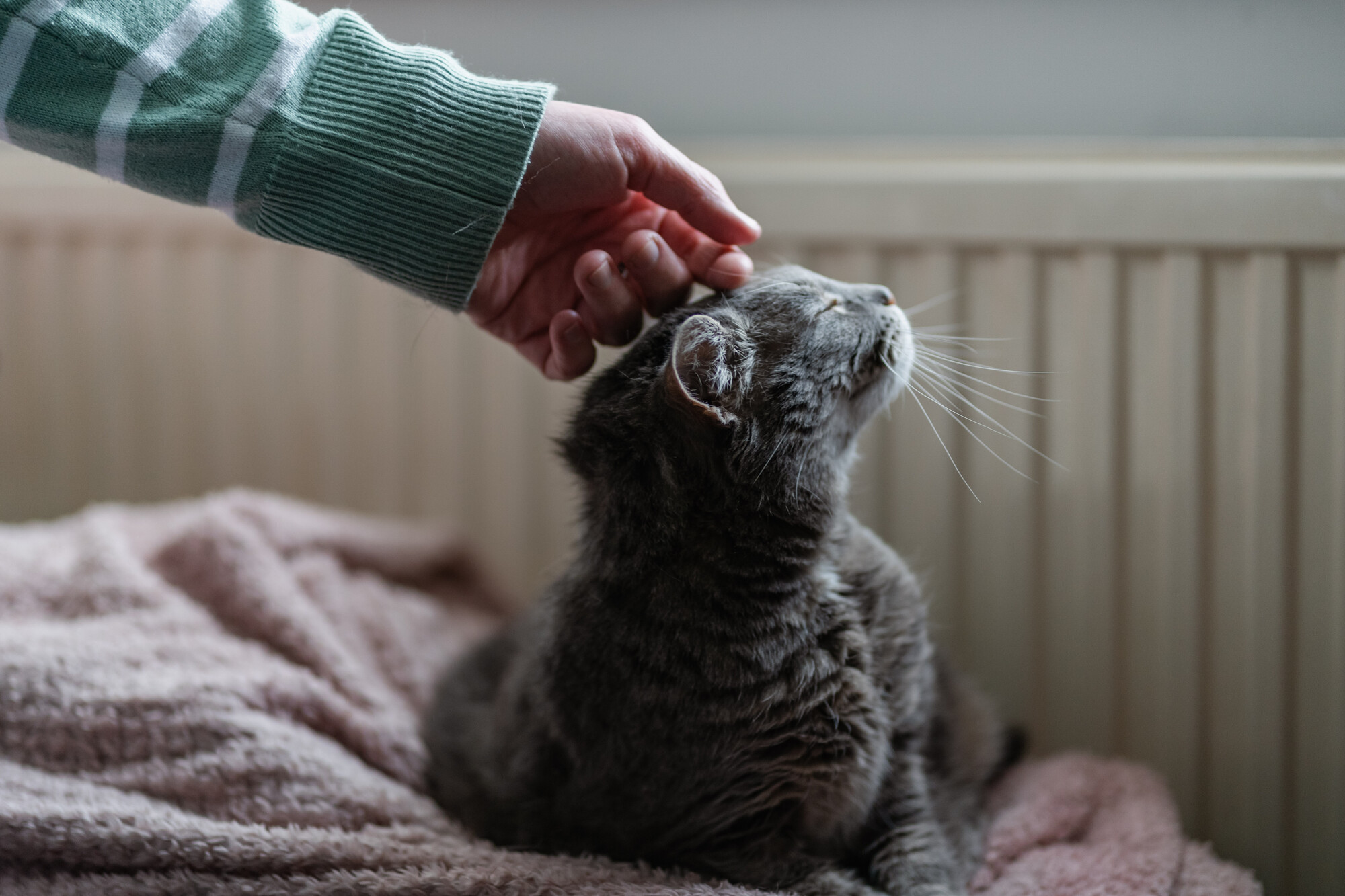 Grey cat Inari sitting on pink blanket enjoying a head scratch