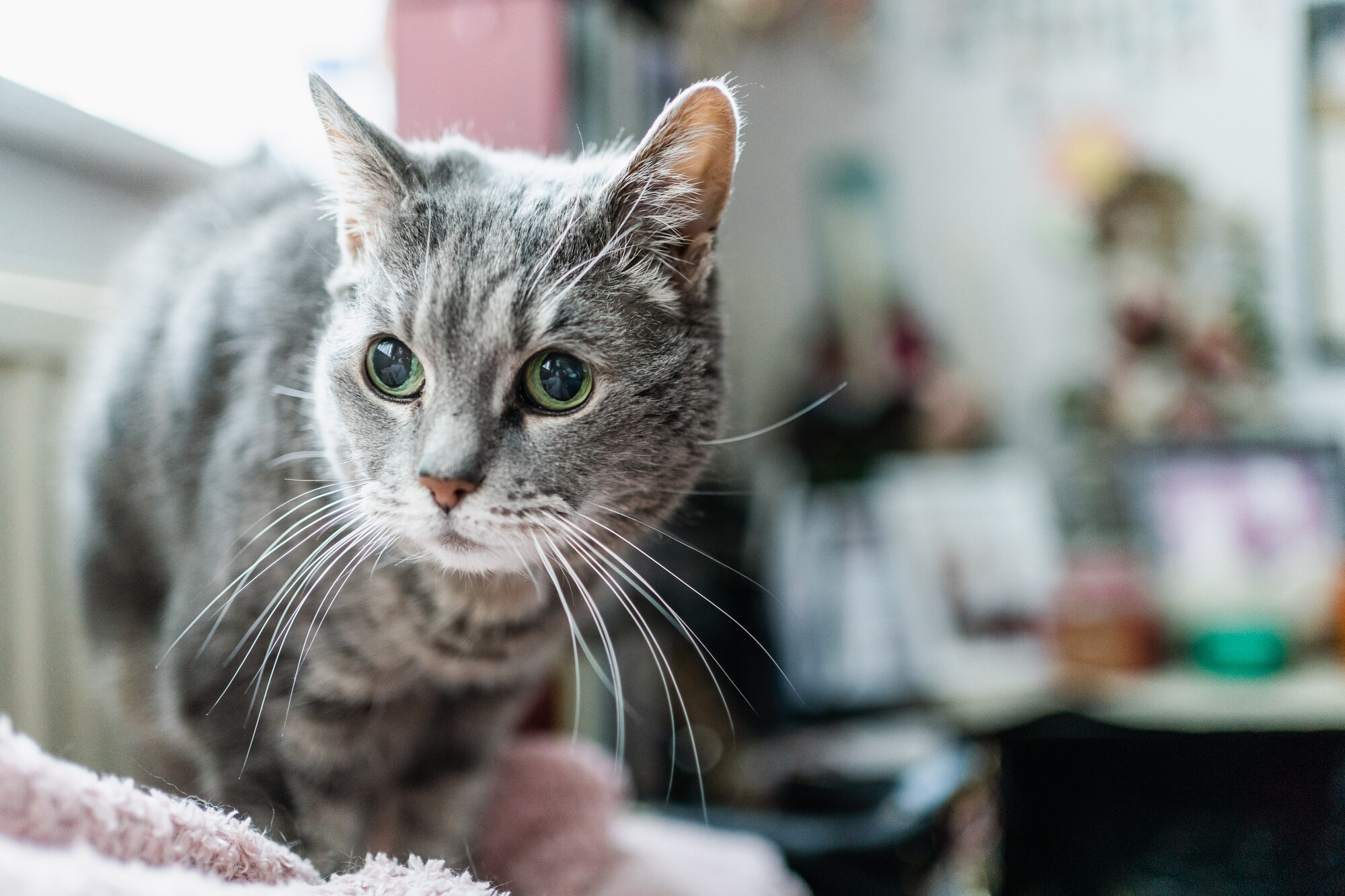 Grey cat Inari sat beside a window looking into the distance
