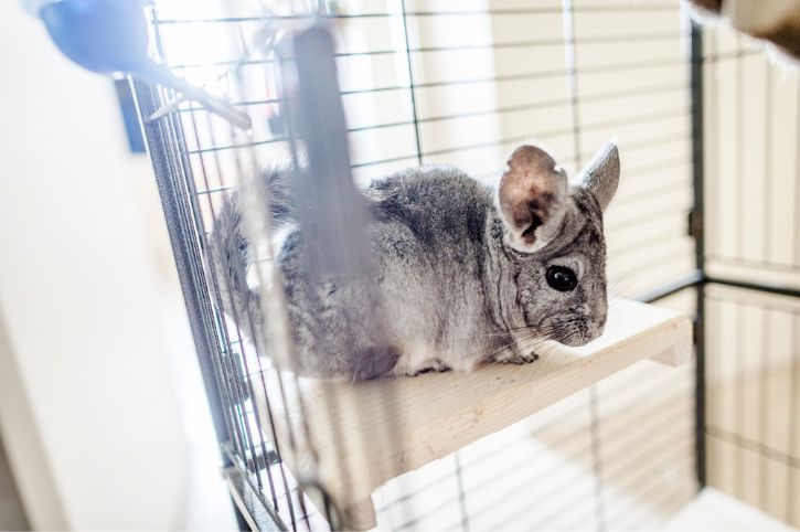 A grey chinchilla sits on a wooden platform in their cage.