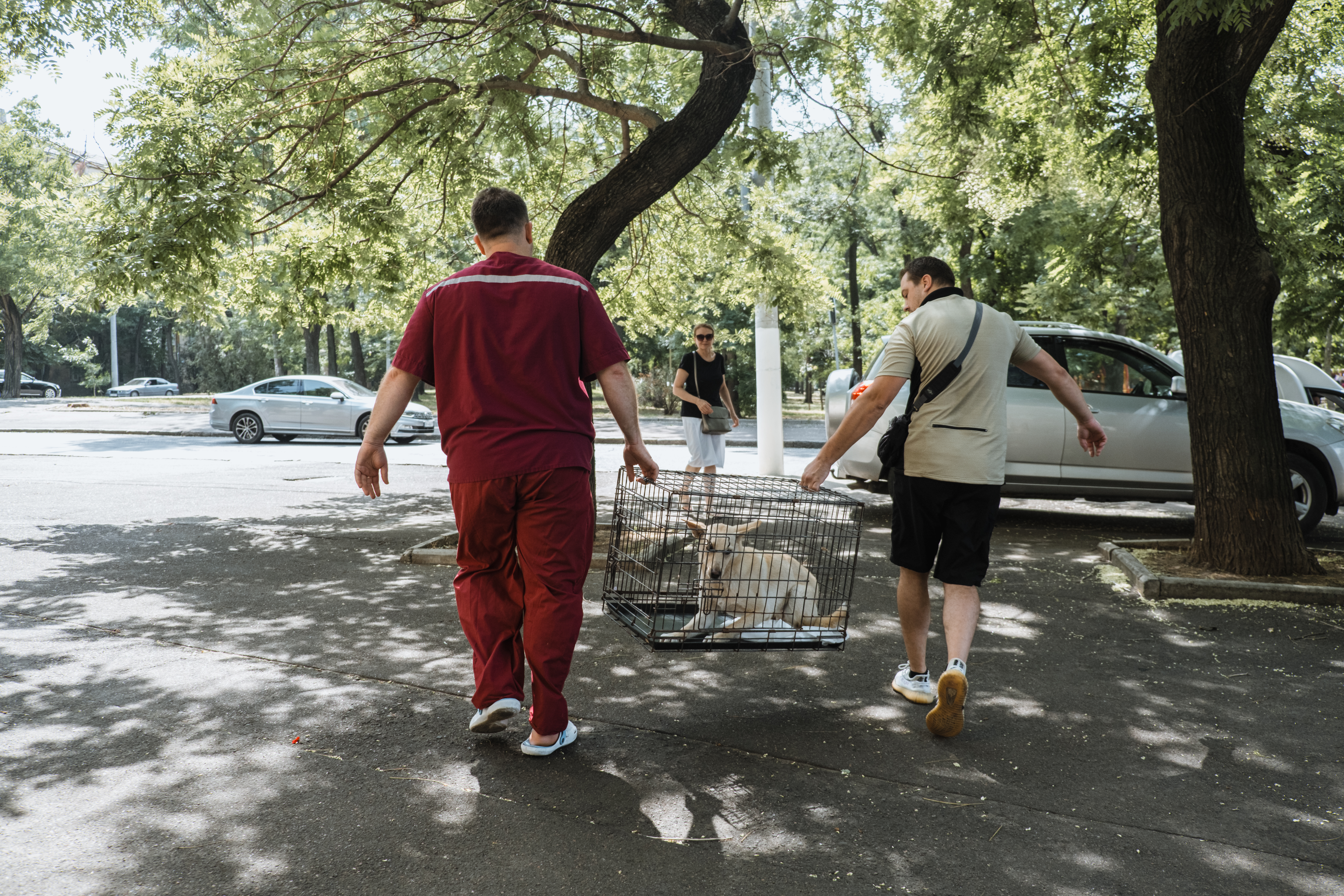 Two male volunteers in Ukraine, carrying a dog crate with a white dog inside. They are carrying the dog to a car as part of a rescue from the streets of Ukraine.