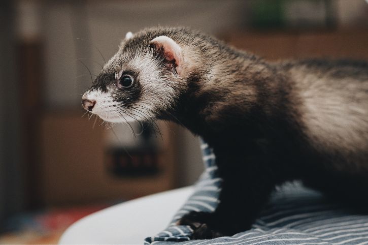A brown and white ferret sits on a striped blanket.