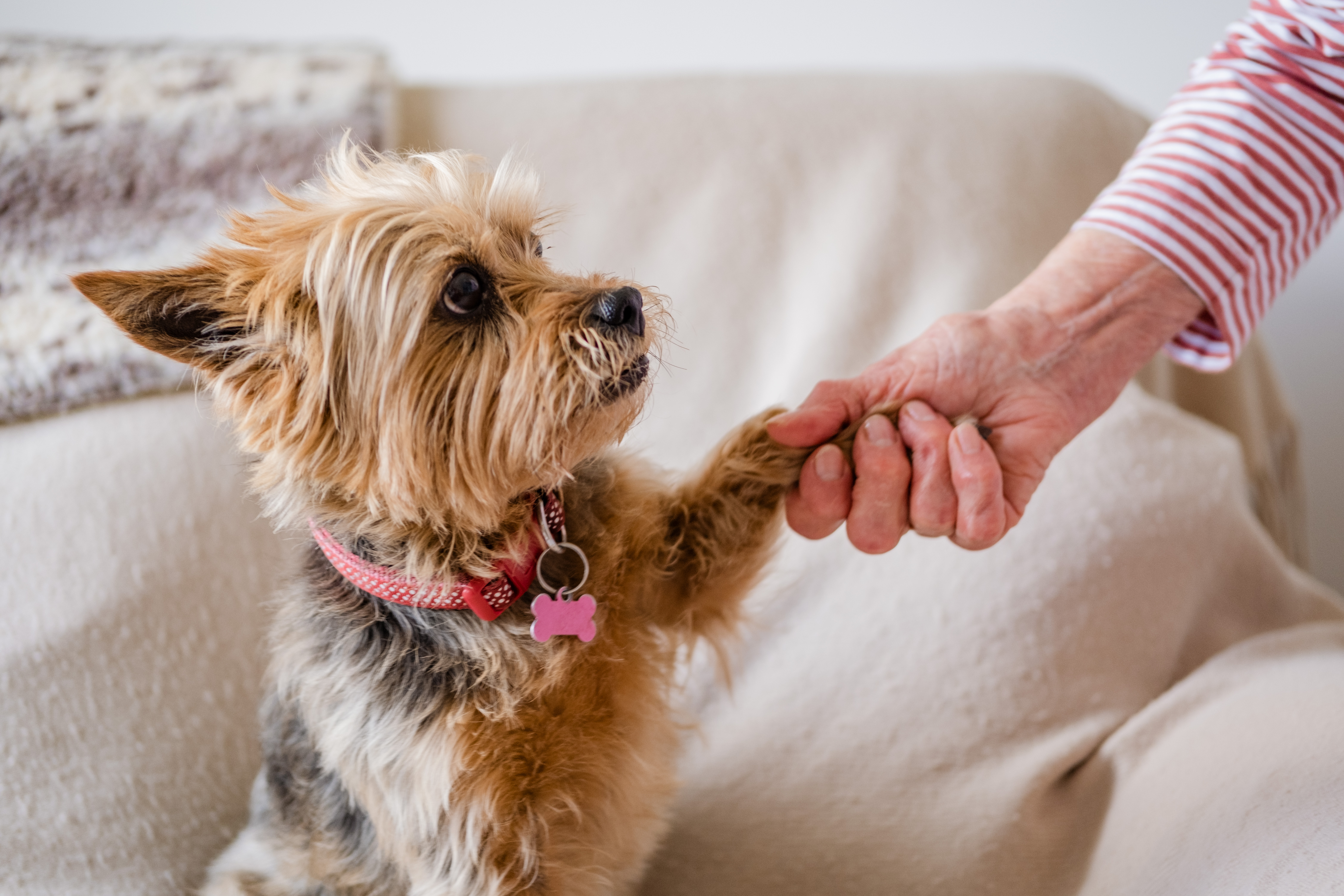 Petra the tan Yorkshire terrier holding a lady's hand with her paw