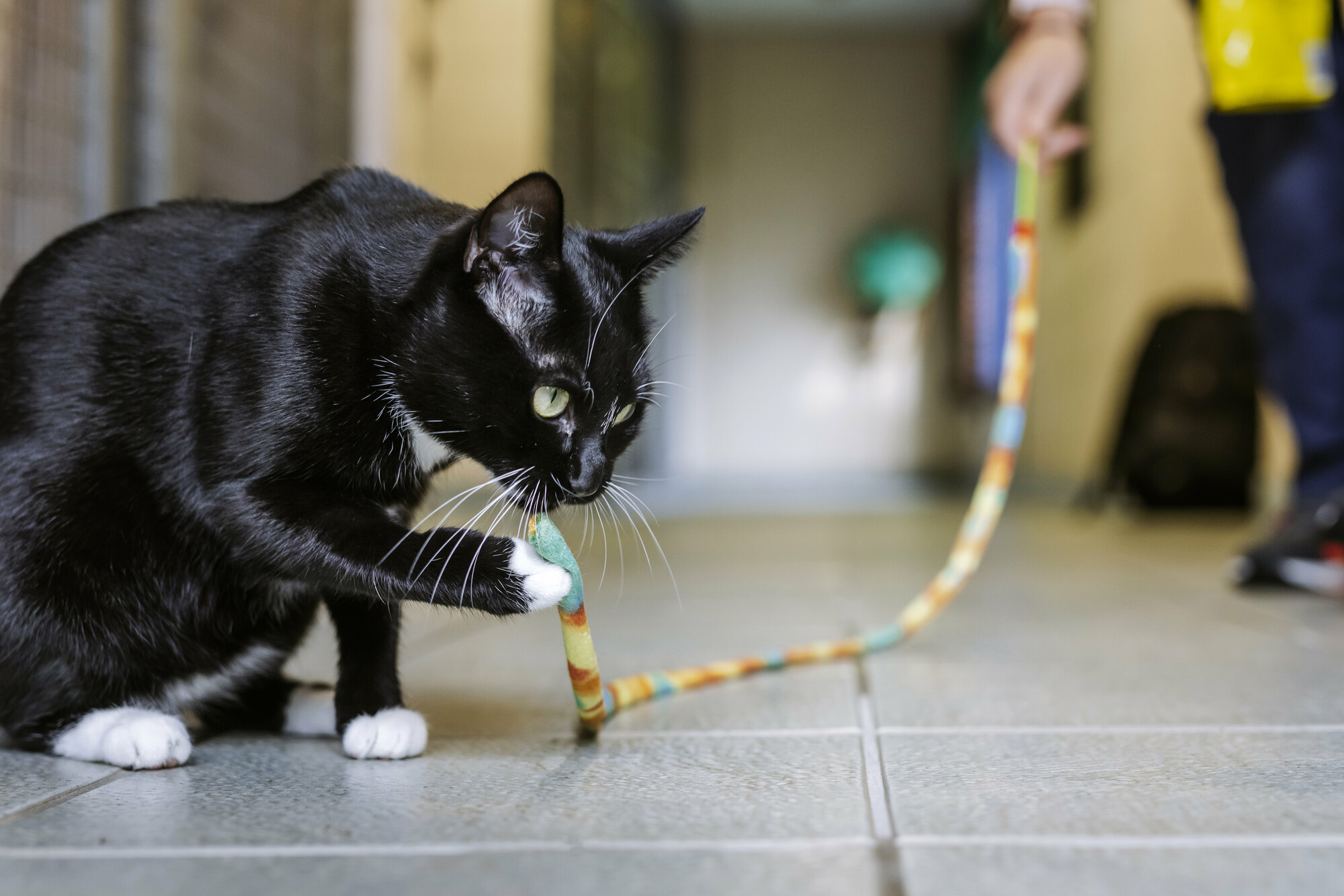 Black and white cat Alora looks intently at her beaded string toy as she holds the end in her right paw