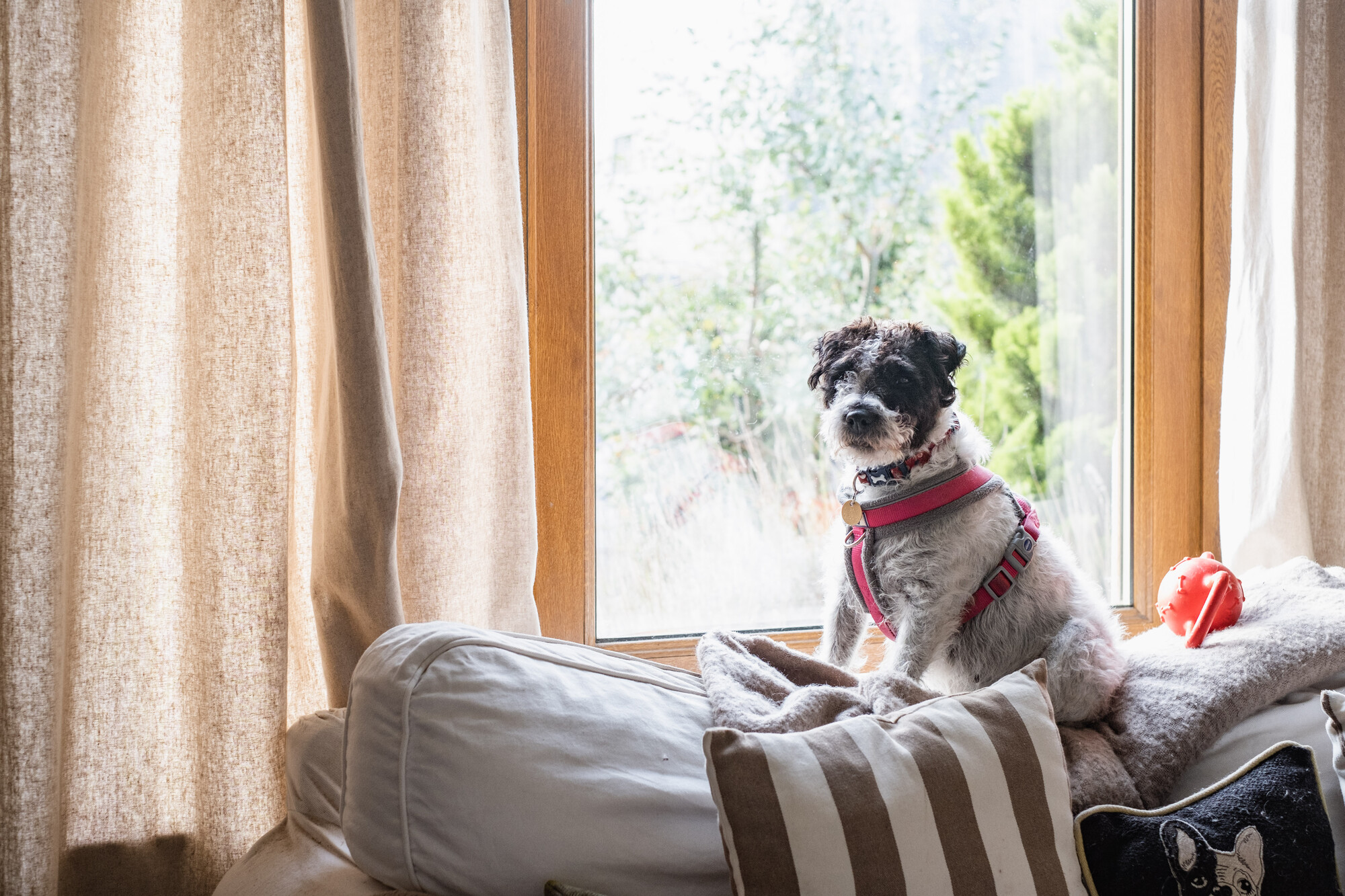 A black and white terrier sits on a sofa by the window, wearing a red harness.