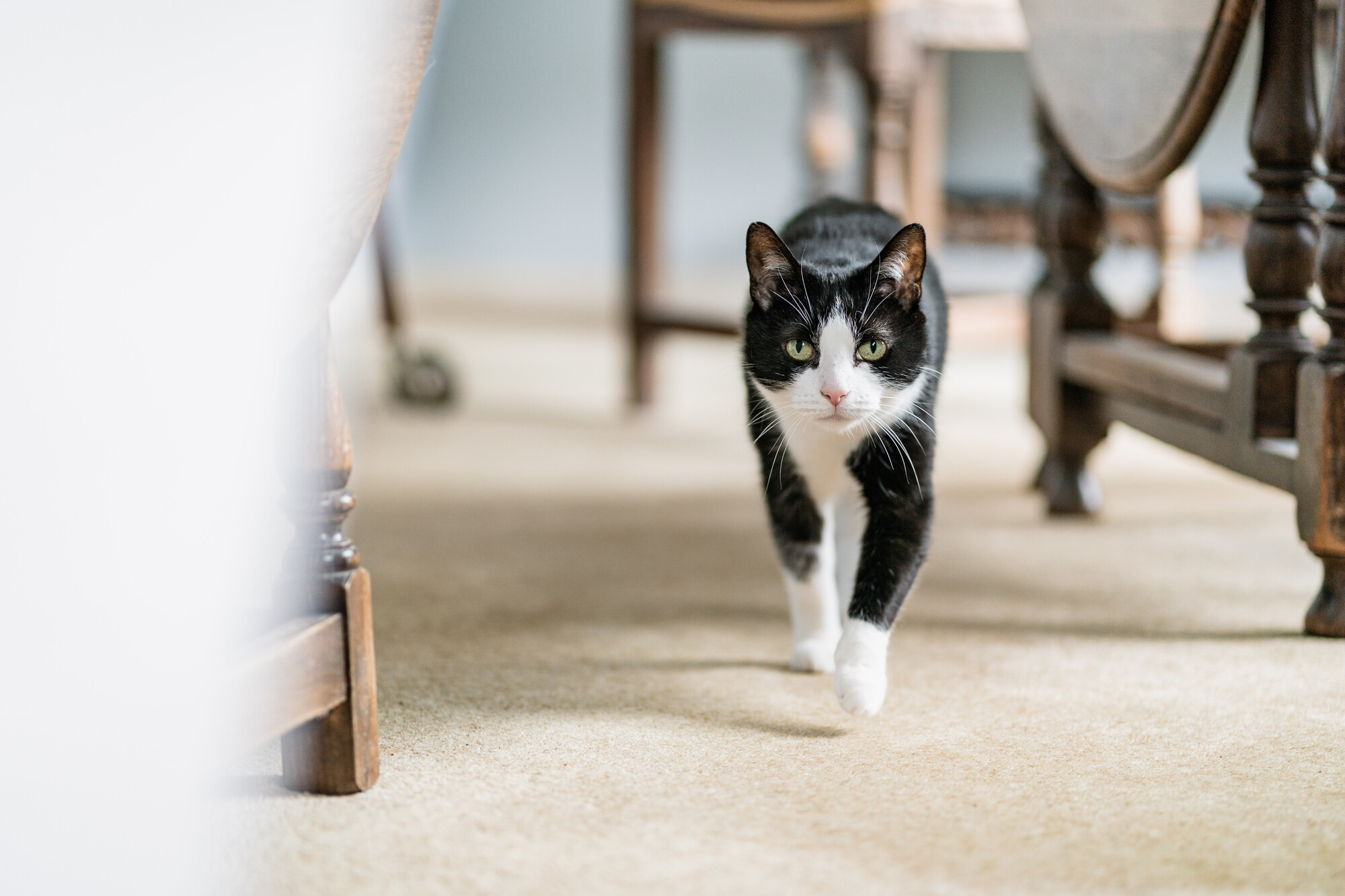 A black and white cat walks towards the camera.