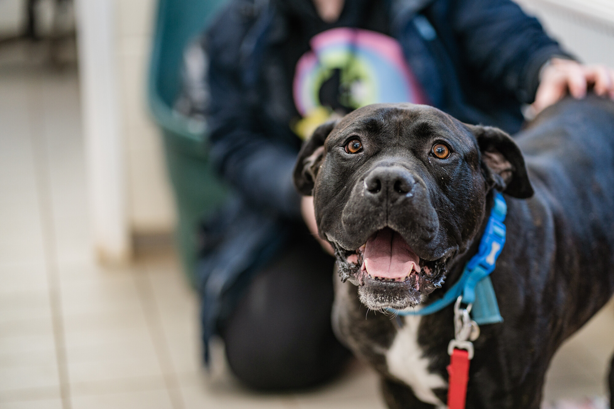 Black cane corso rupert wearing a blue collar and red lead in kennels, getting ready for a walk