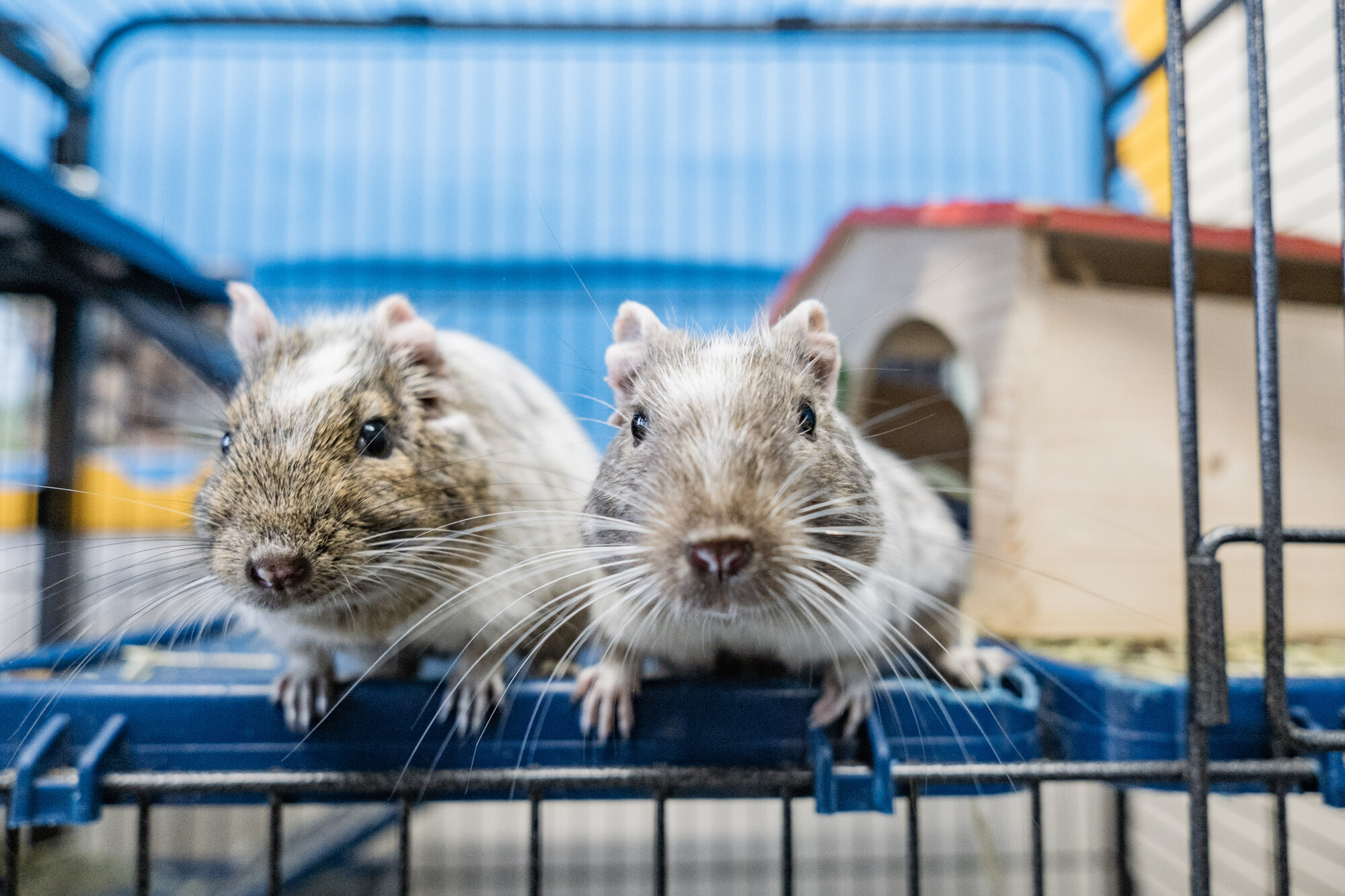 Two white and brown degus stare inquisitively into the camera