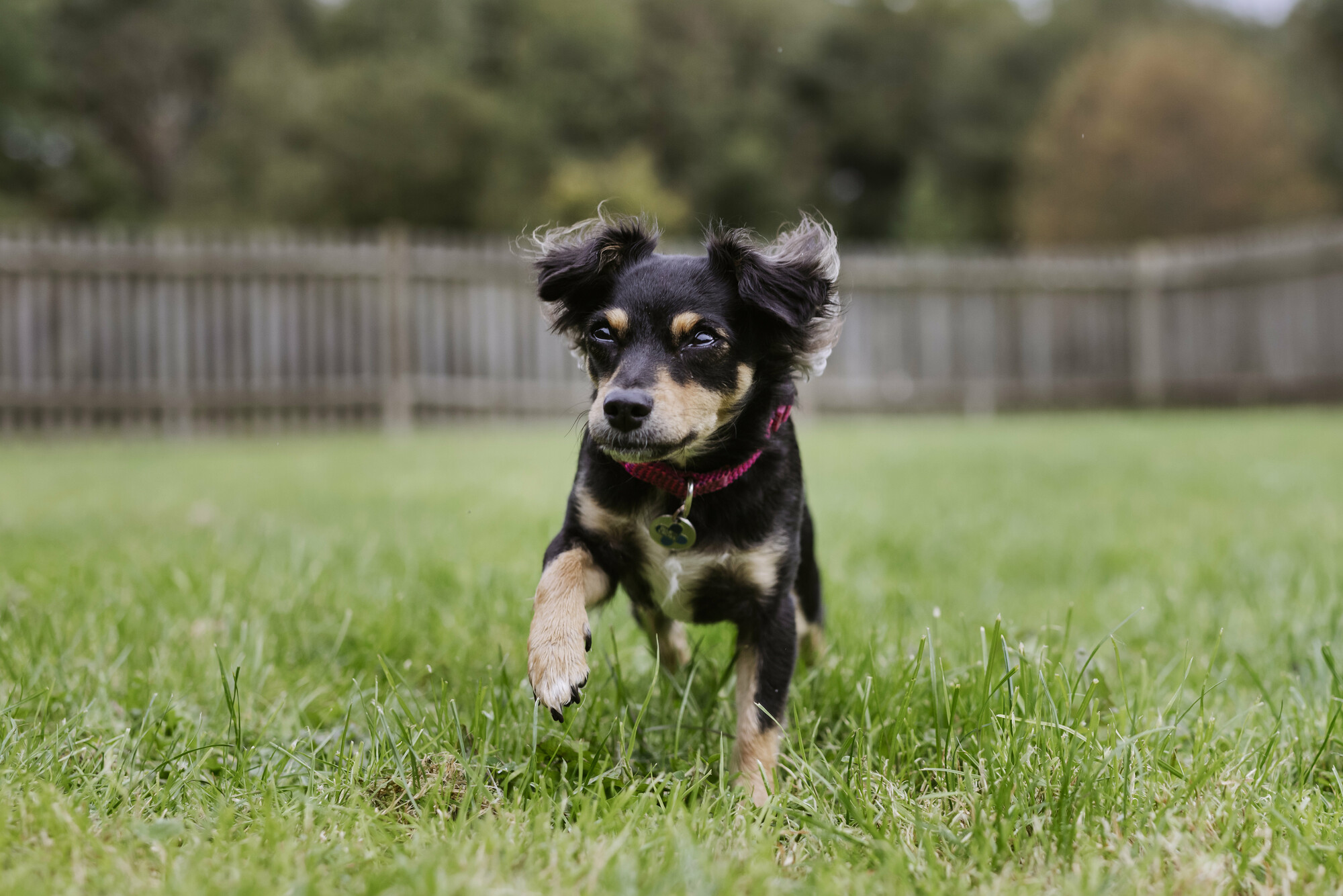 Black and tan chihuahua Darcy gallops through a grassy paddock