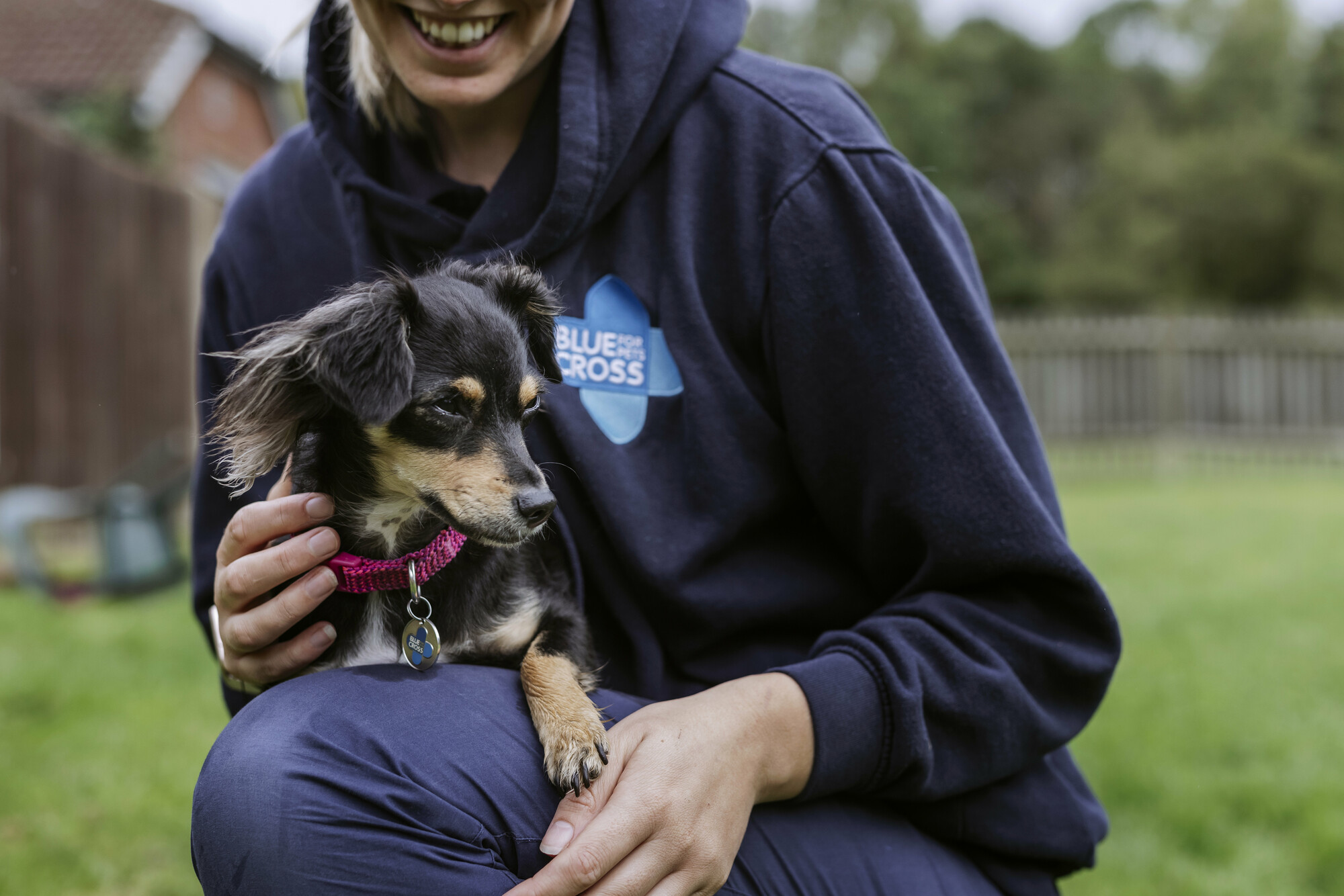 Black and tan chihuahua Darcy gets cuddles from a Blue Cross team member